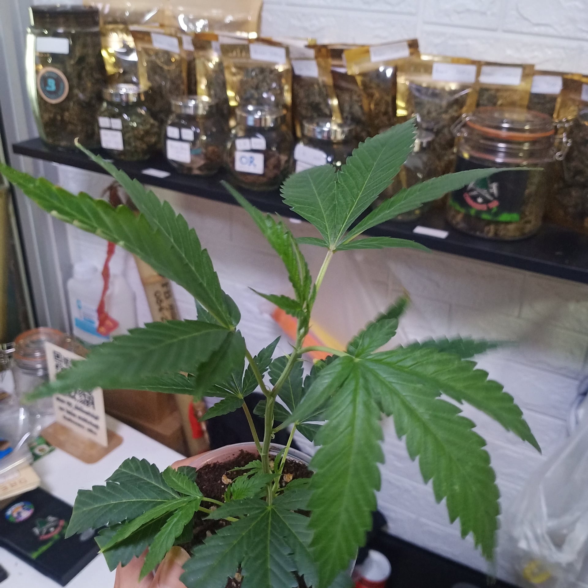 Mr.Weed168Cannabis