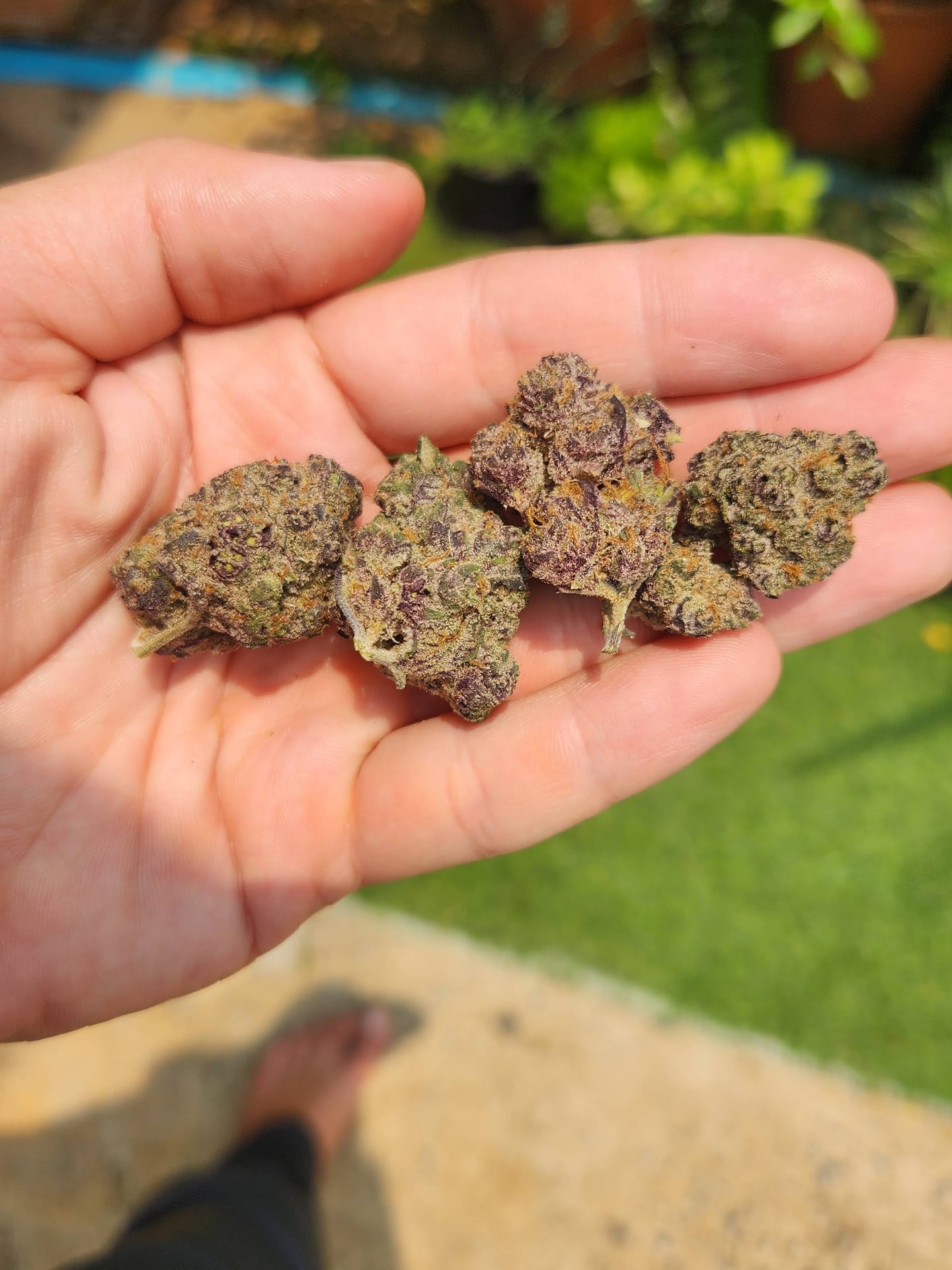 Cannabis Family