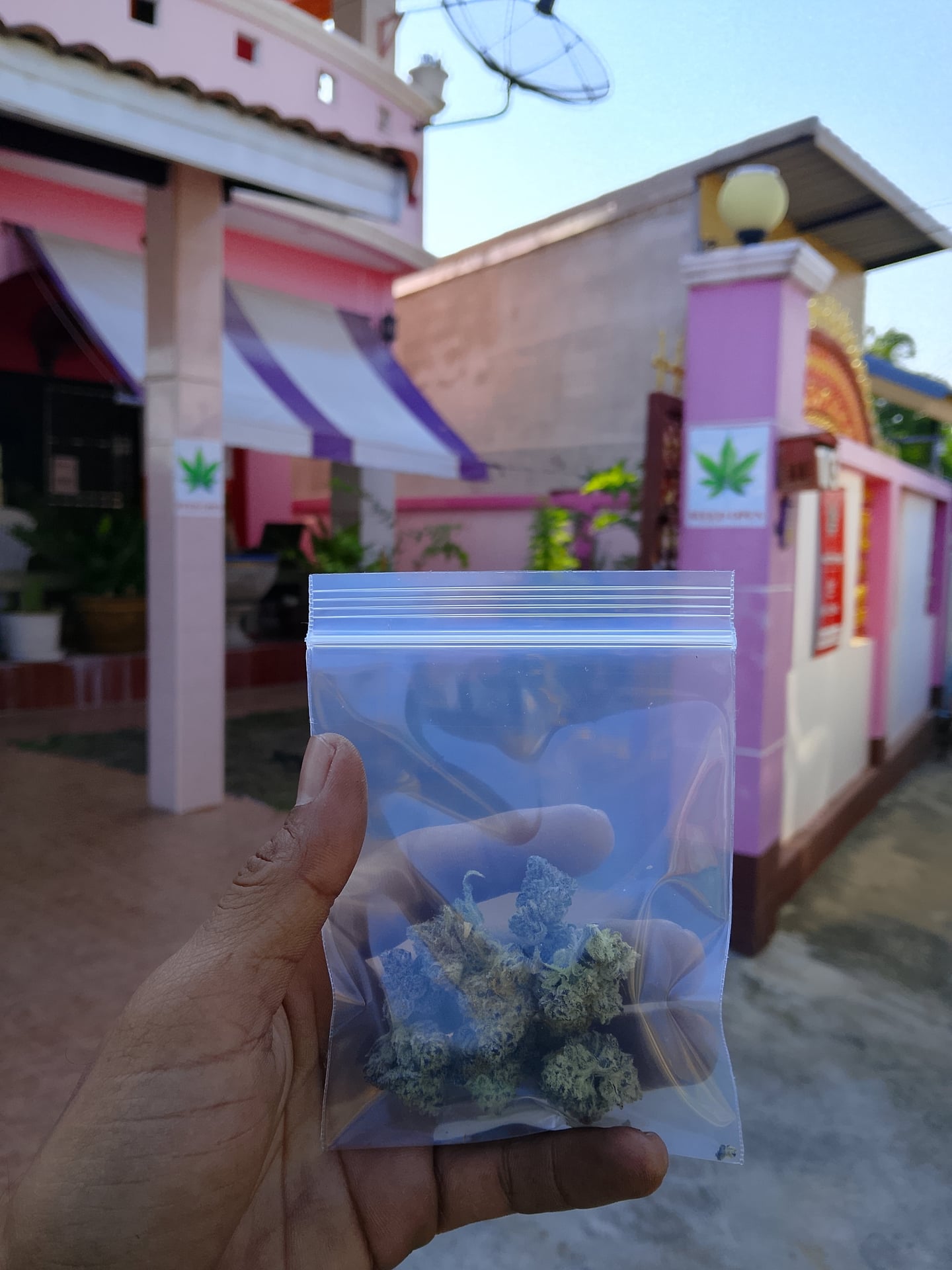 Cannabis Store Ampai