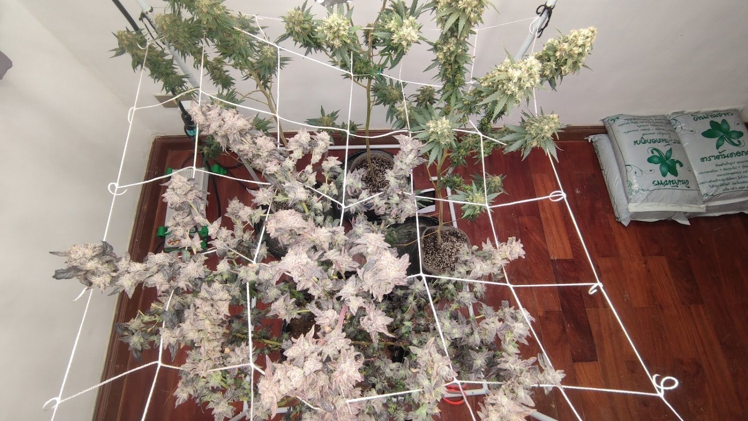 Mahamao.cannabis