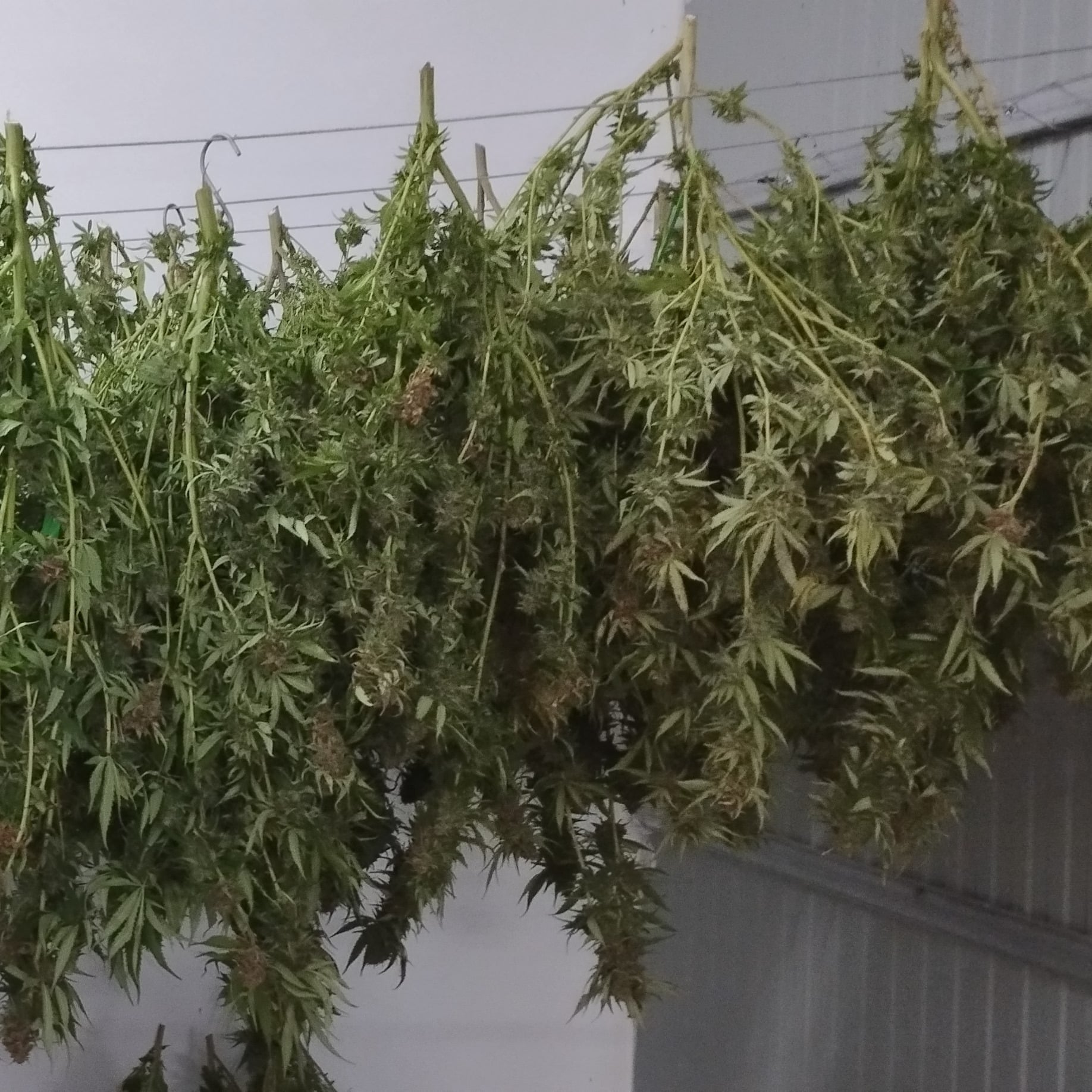 Ganja Garden