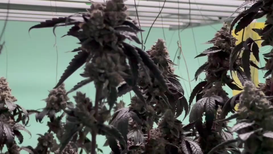 OTEE Shop Cannabis Farm Ganja Dispensary &Craftbeer Thai