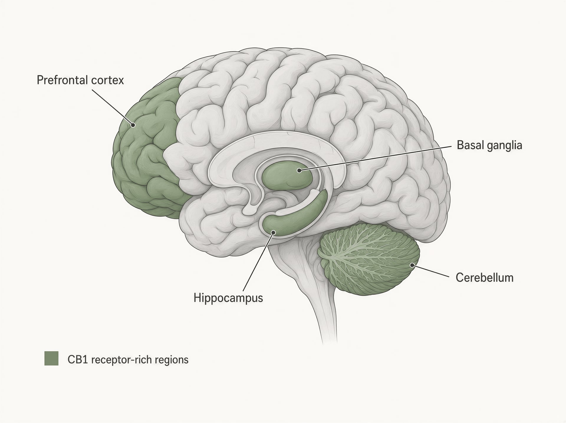 Brain diagram labeling the prefrontal cortex, hippocampus, basal ganglia, and cerebellum