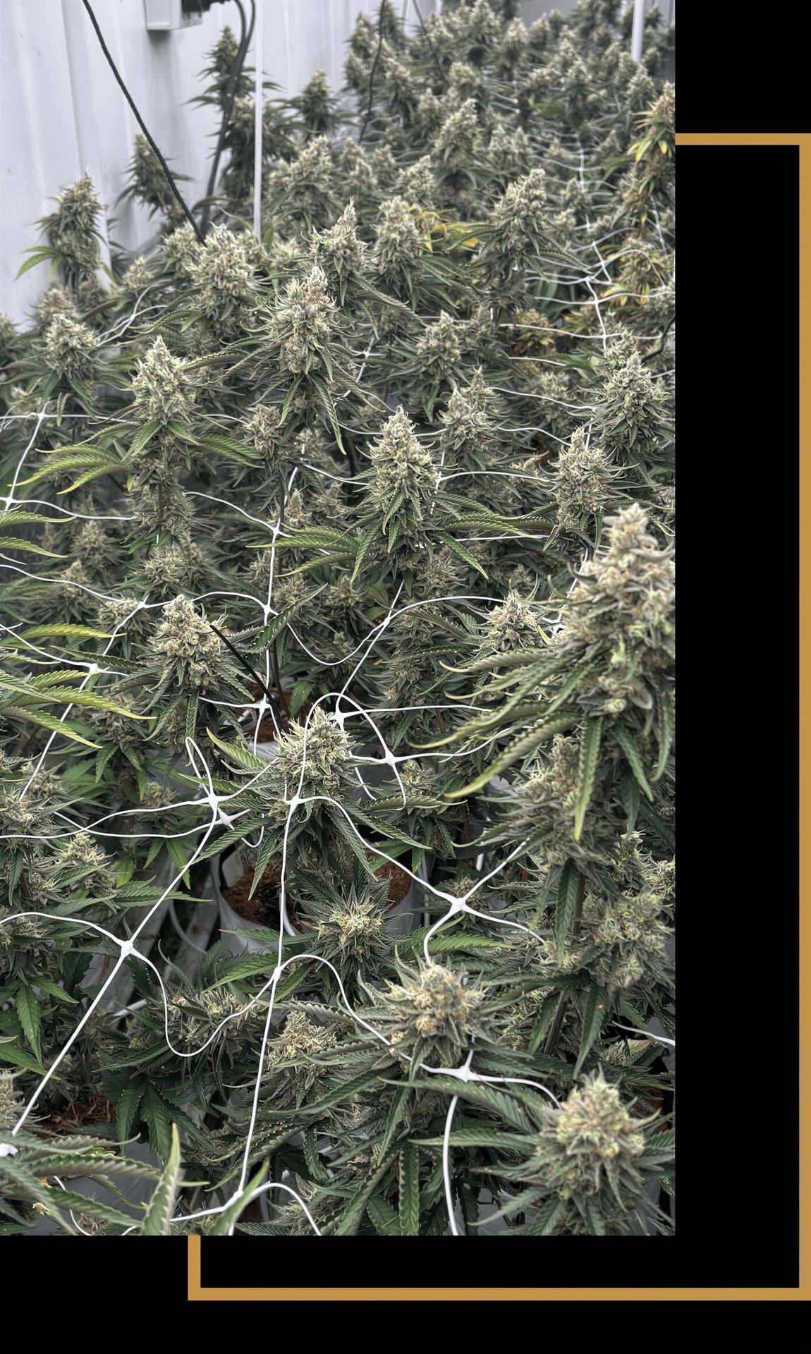 CSC Sativum E. V.