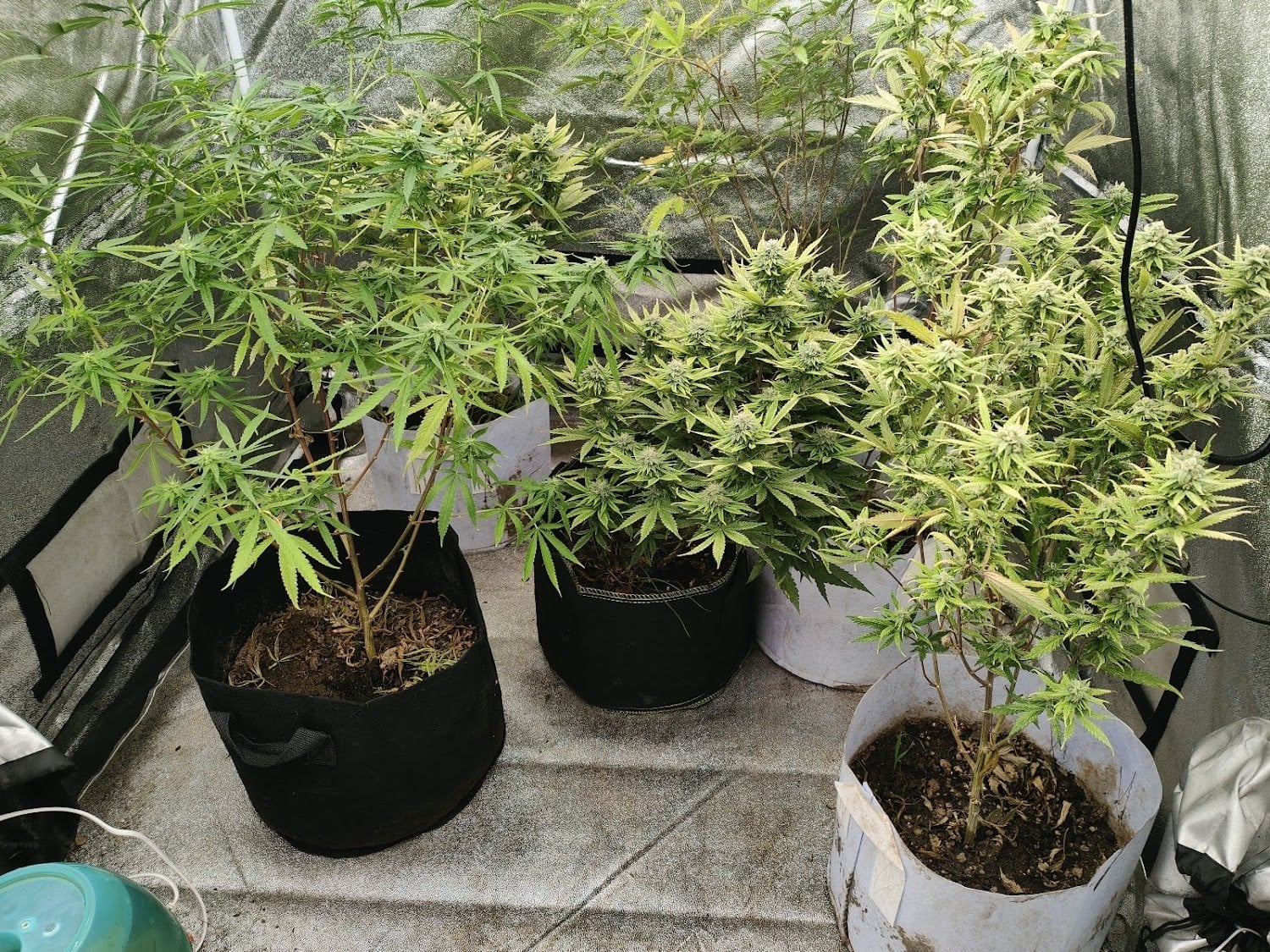 Sky High Cannabis