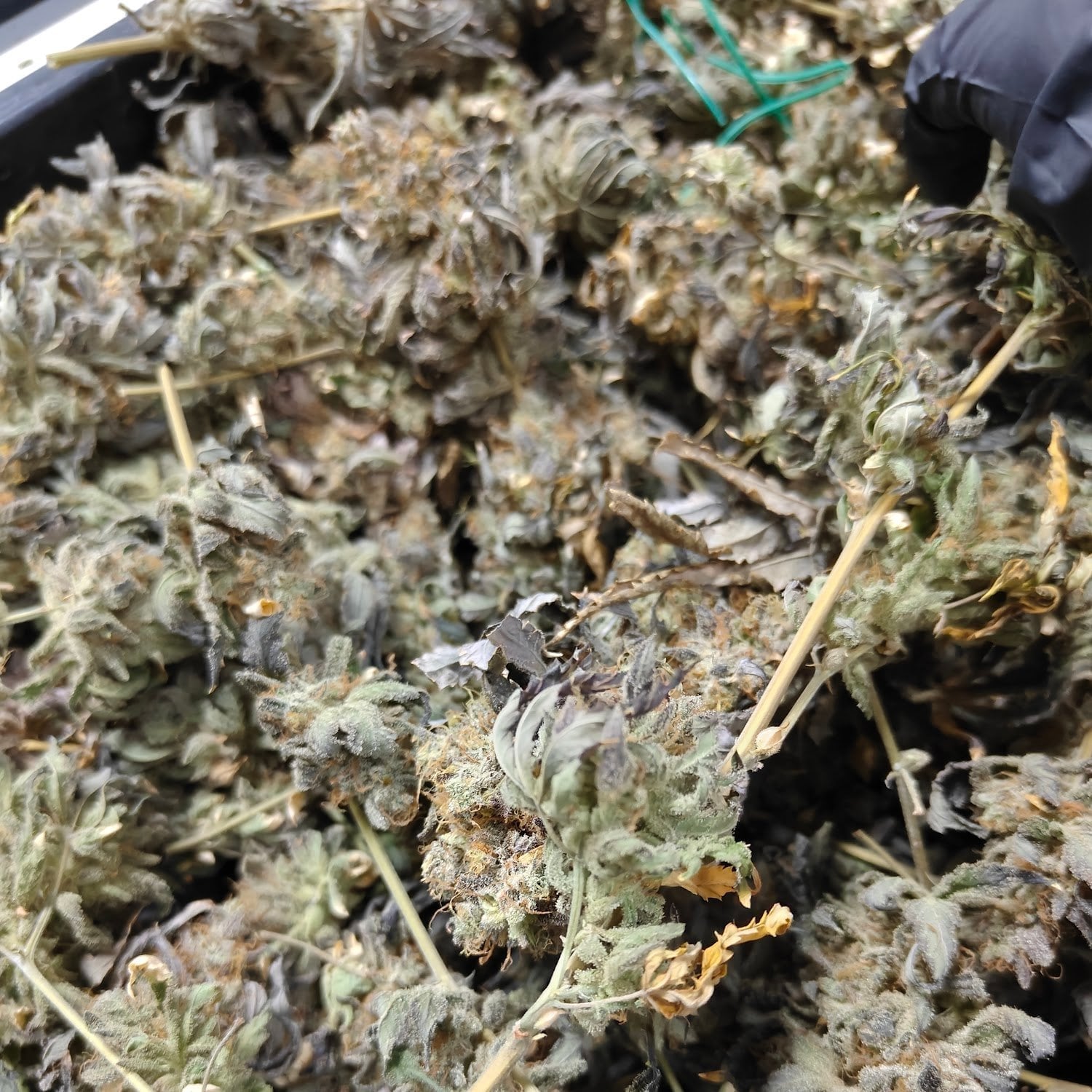 Youngblood Weed