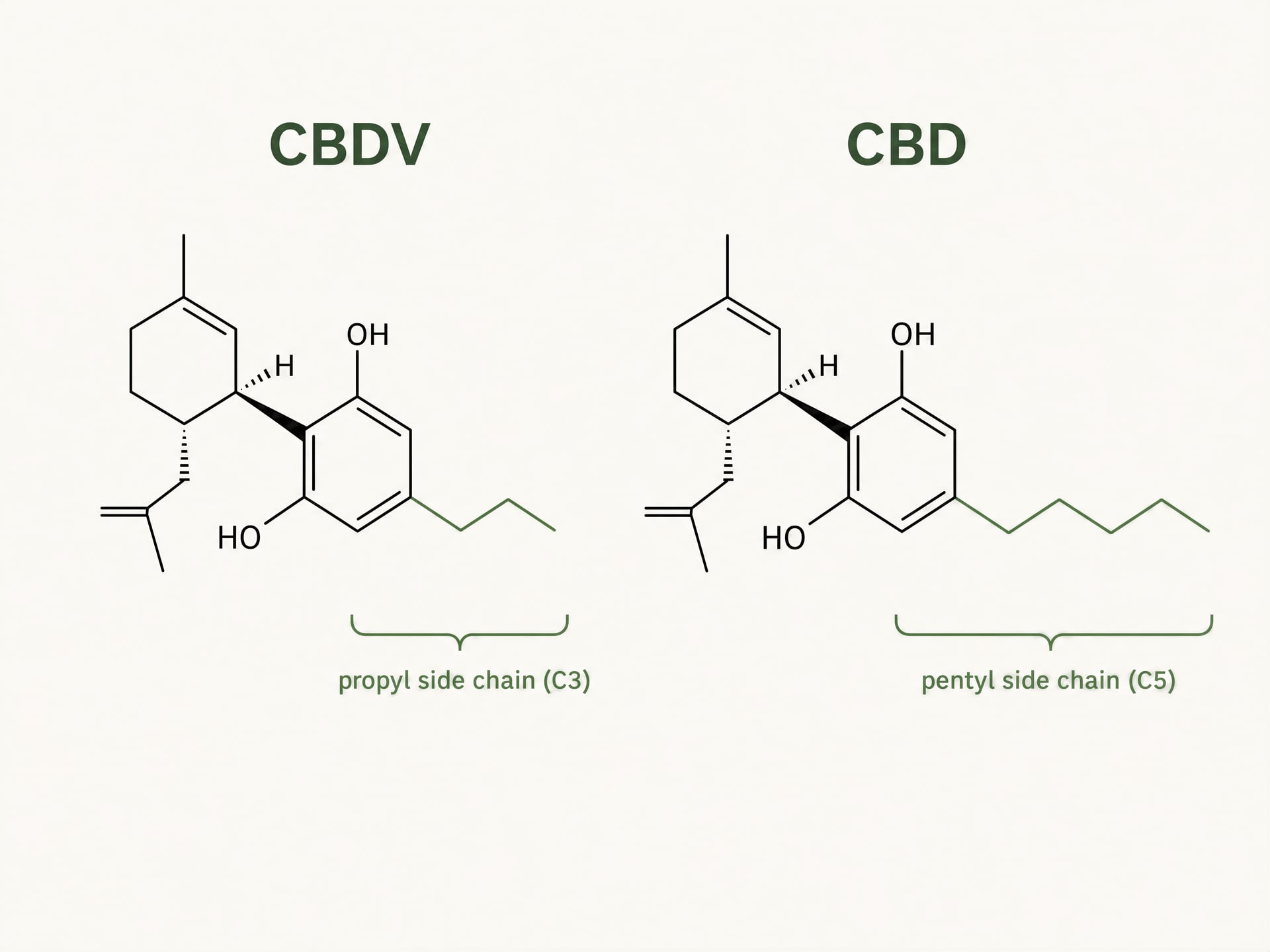 Diagram comparing CBDV and CBD structures with the shorter C3 side chain in CBDV and the C5 side chain in CBD.