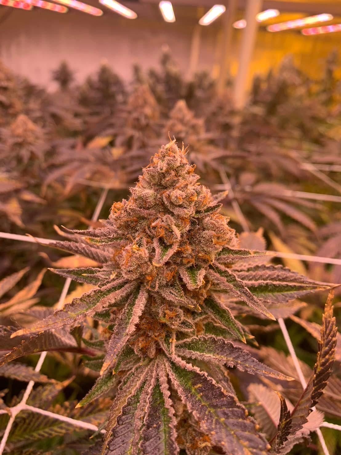 Peace Cannabis