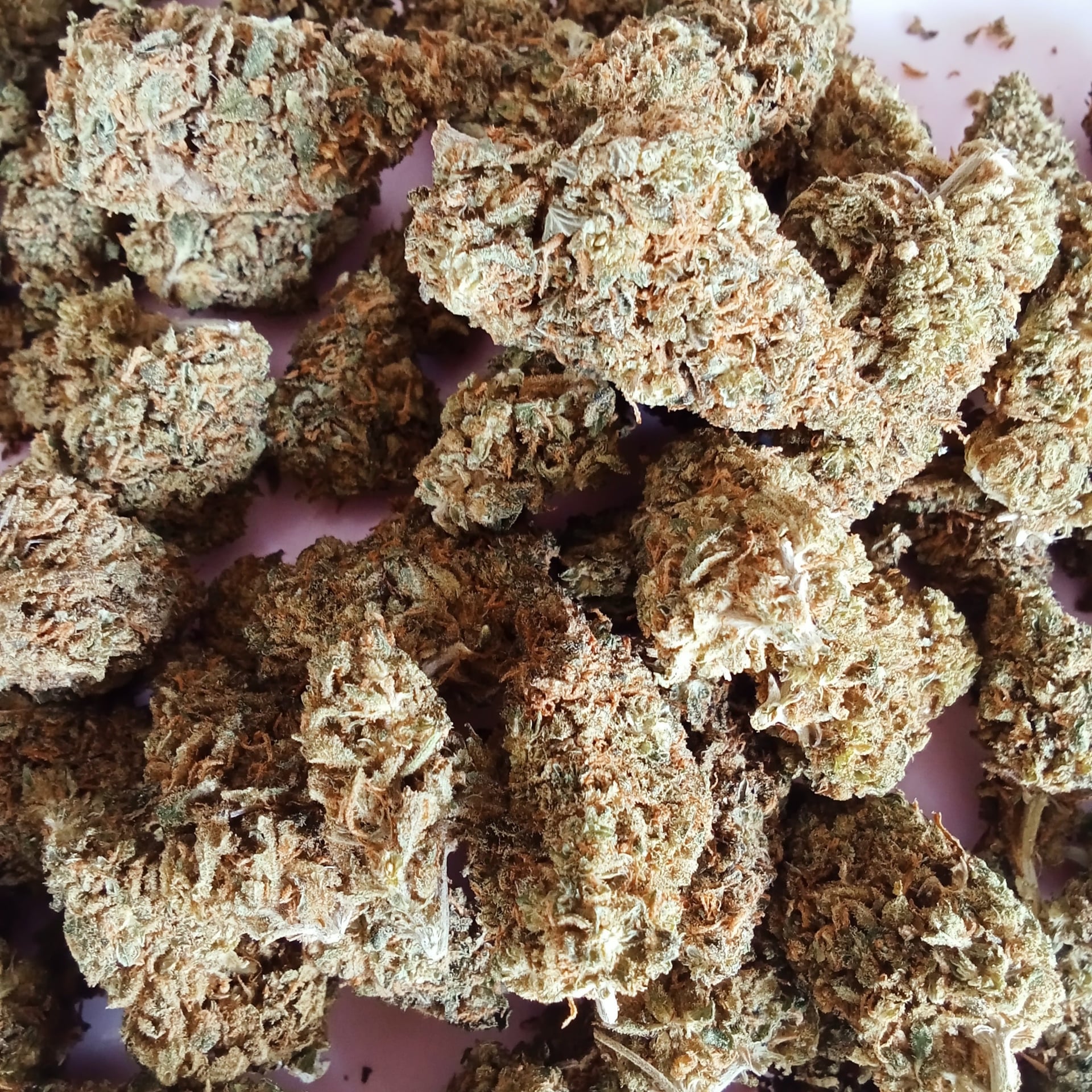 Cannabis Sikhio