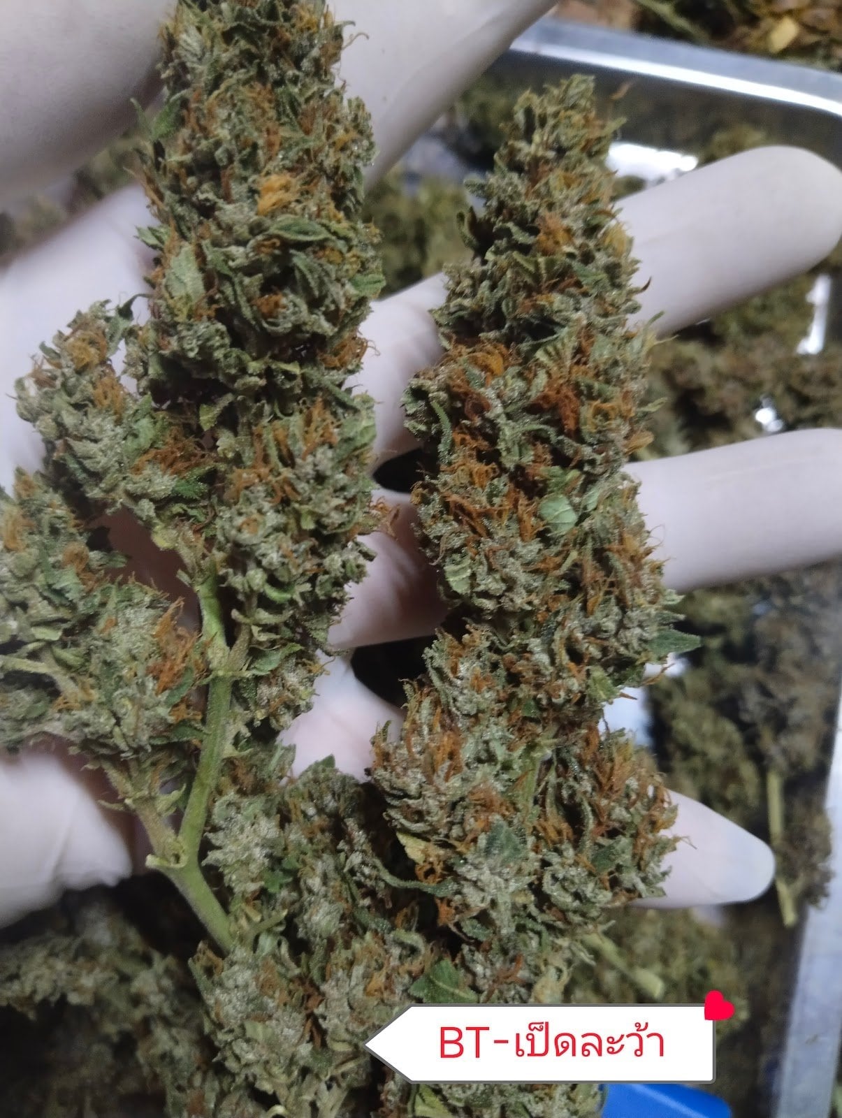 Shop Ganja