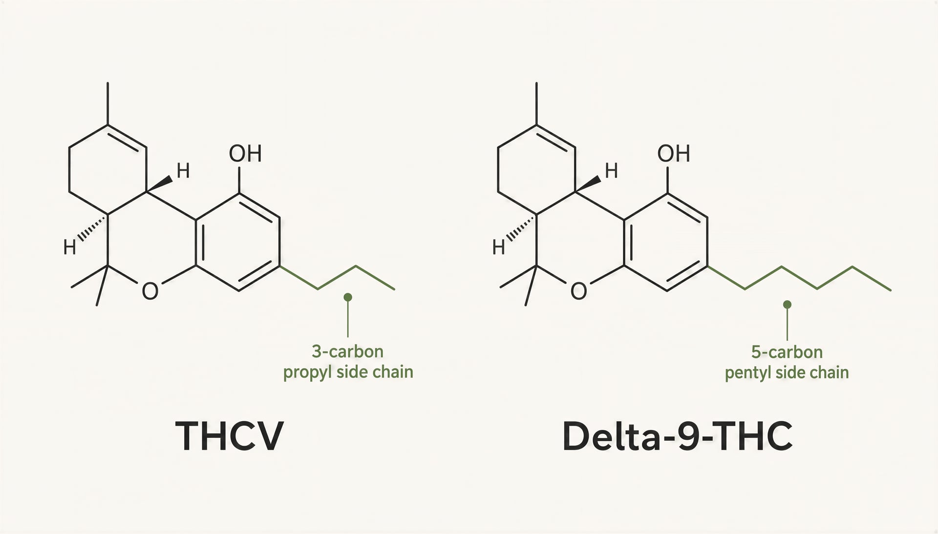 Diagram comparing THCV and delta-9-THC, with THCV’s shorter side chain highlighted.