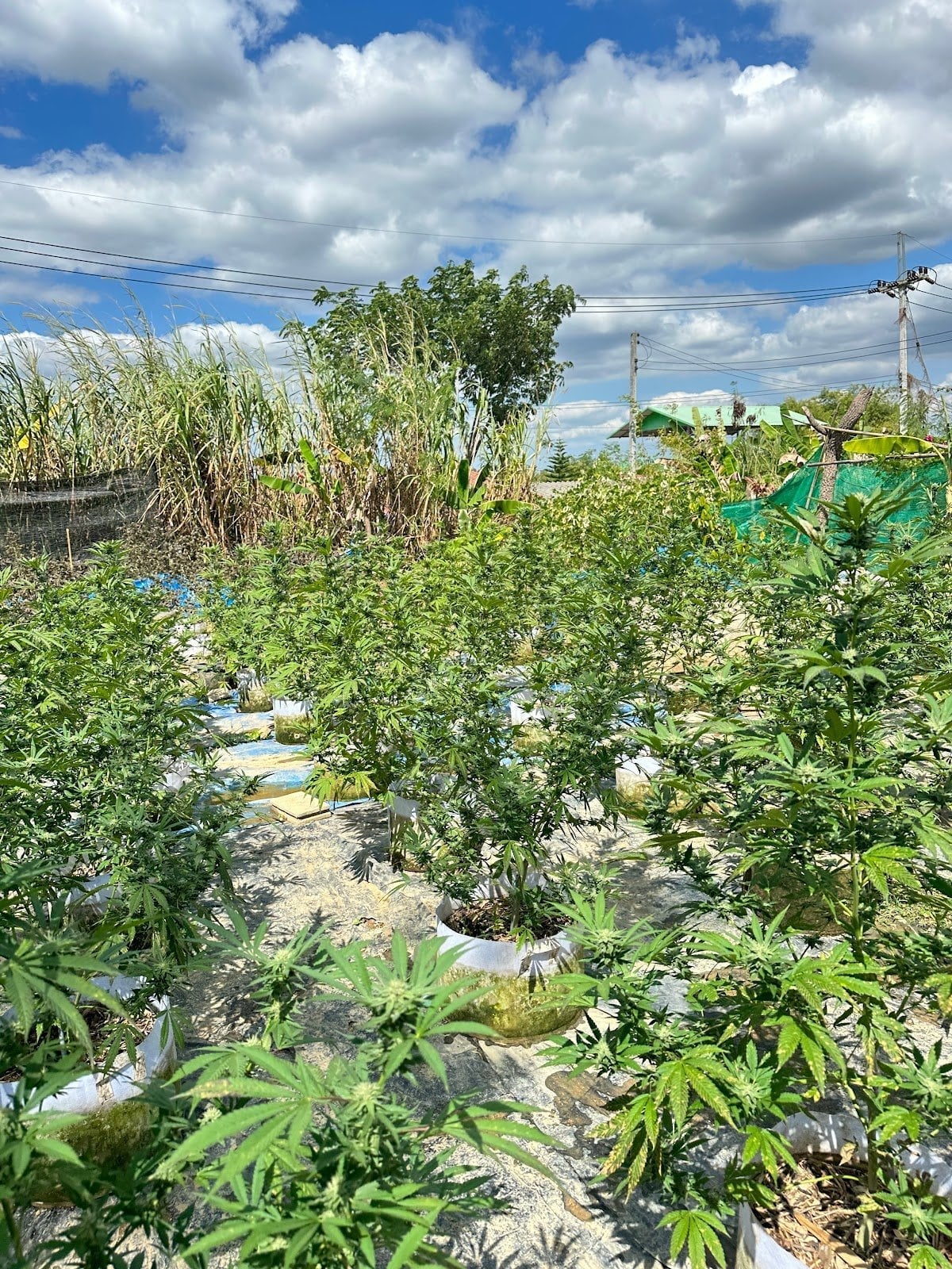 WetanCannabis