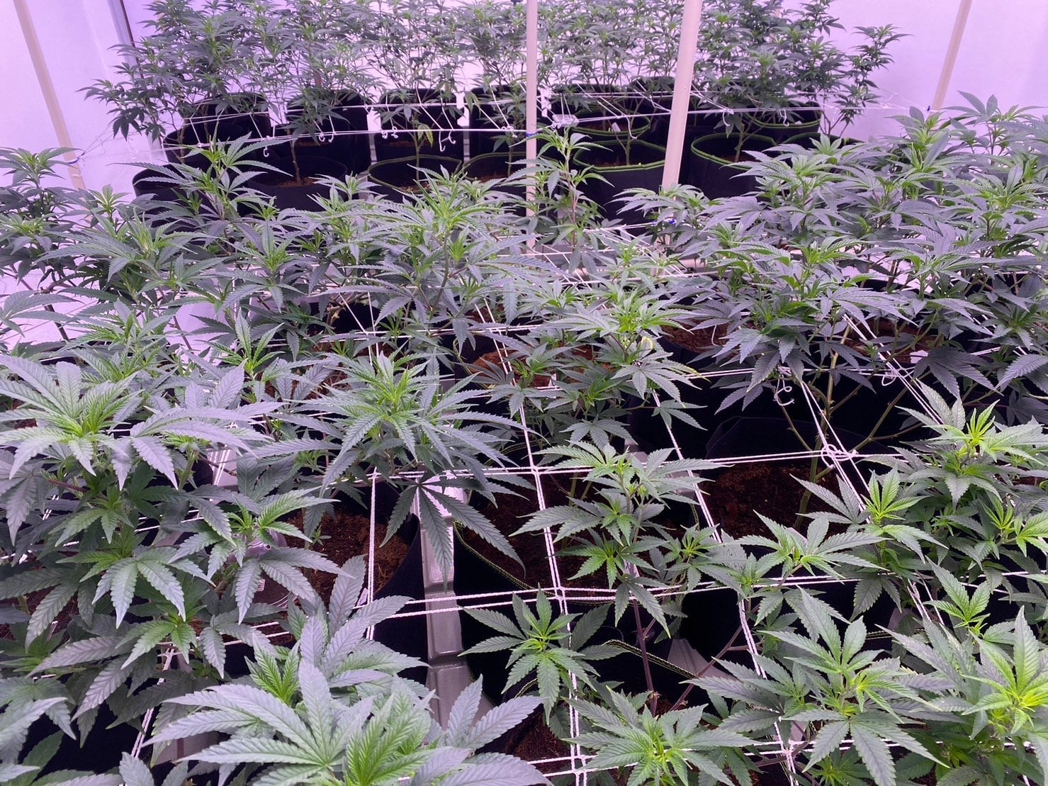 Tonkla Organic