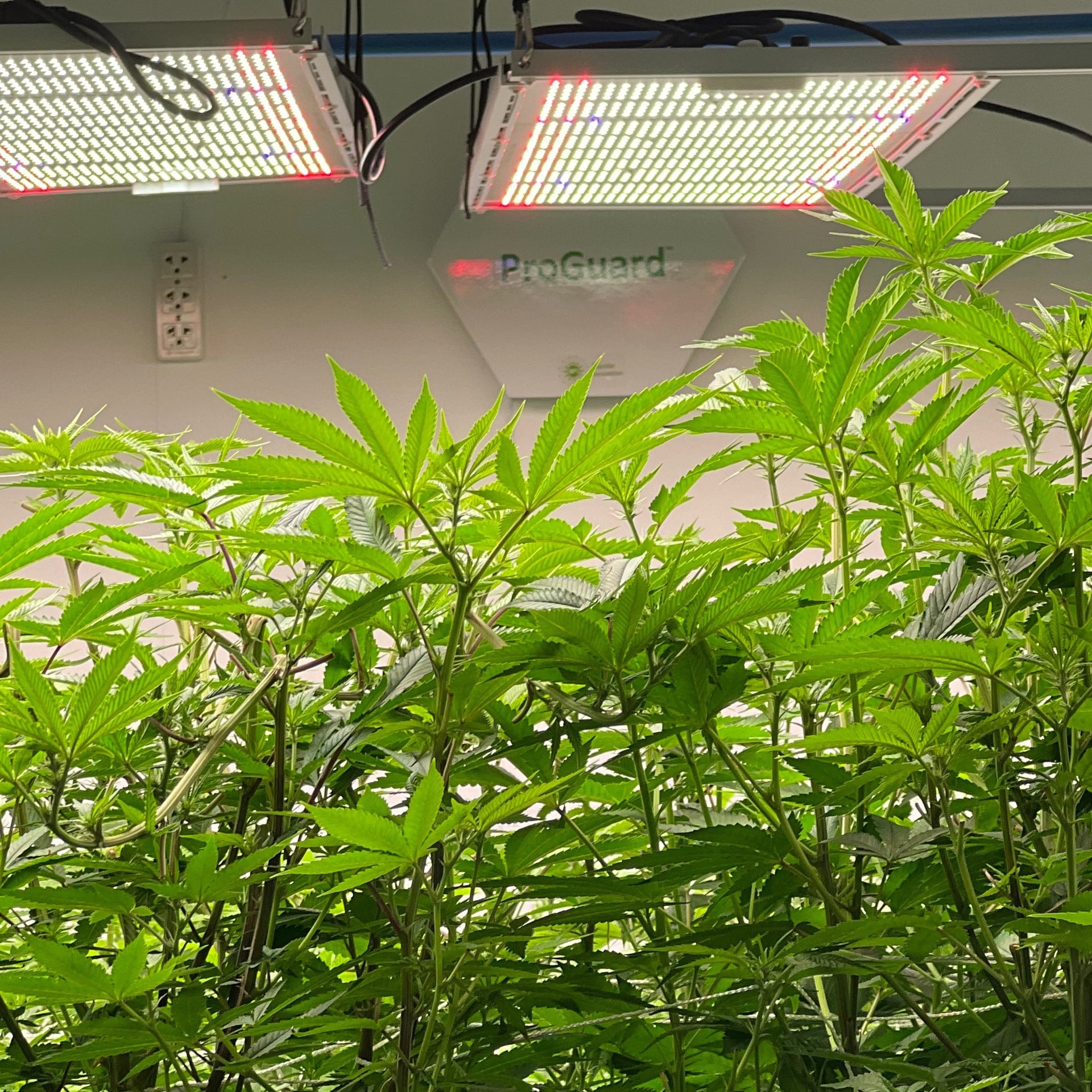 Cannabis Digital Farms