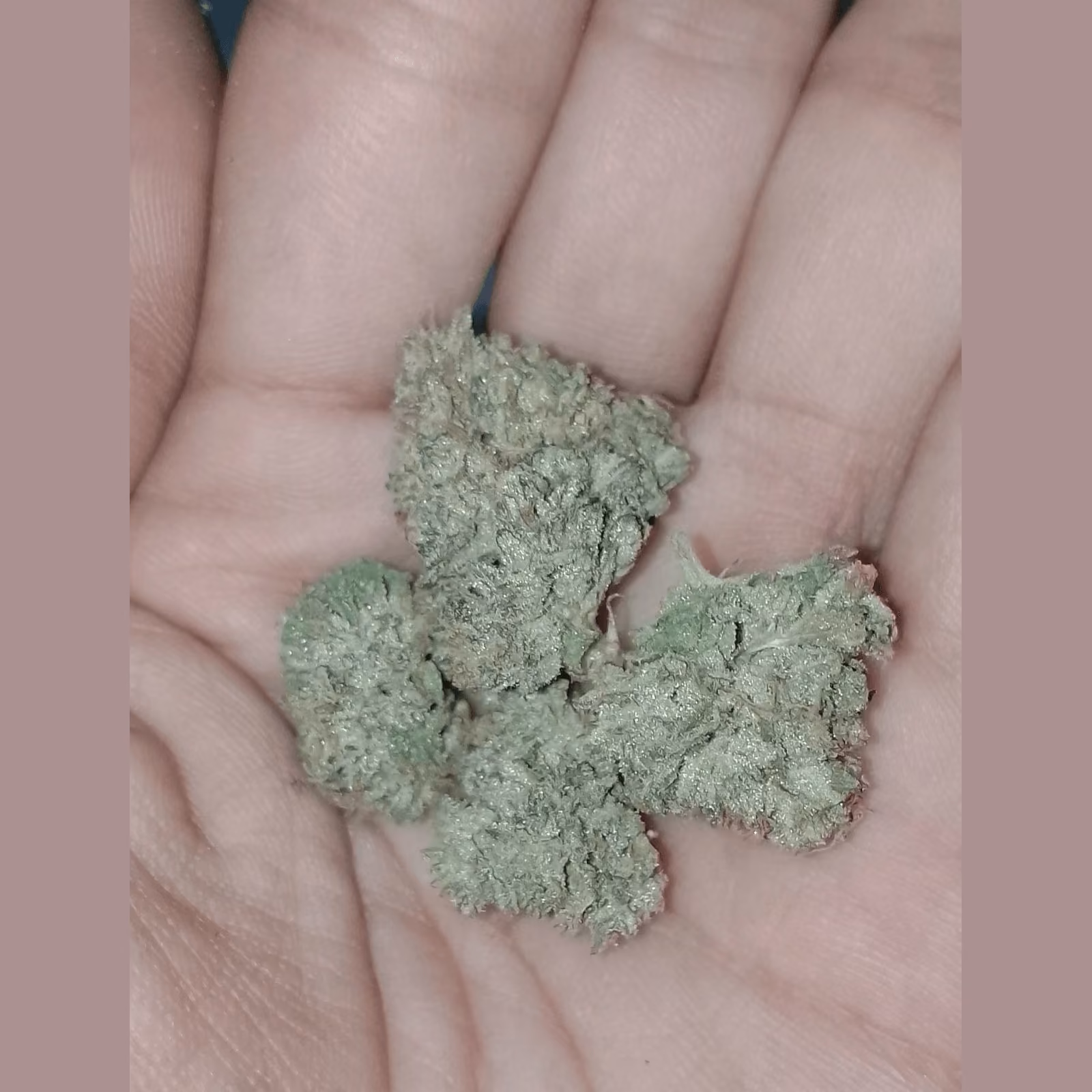 Cannabis Social Club Weed By Hand logo