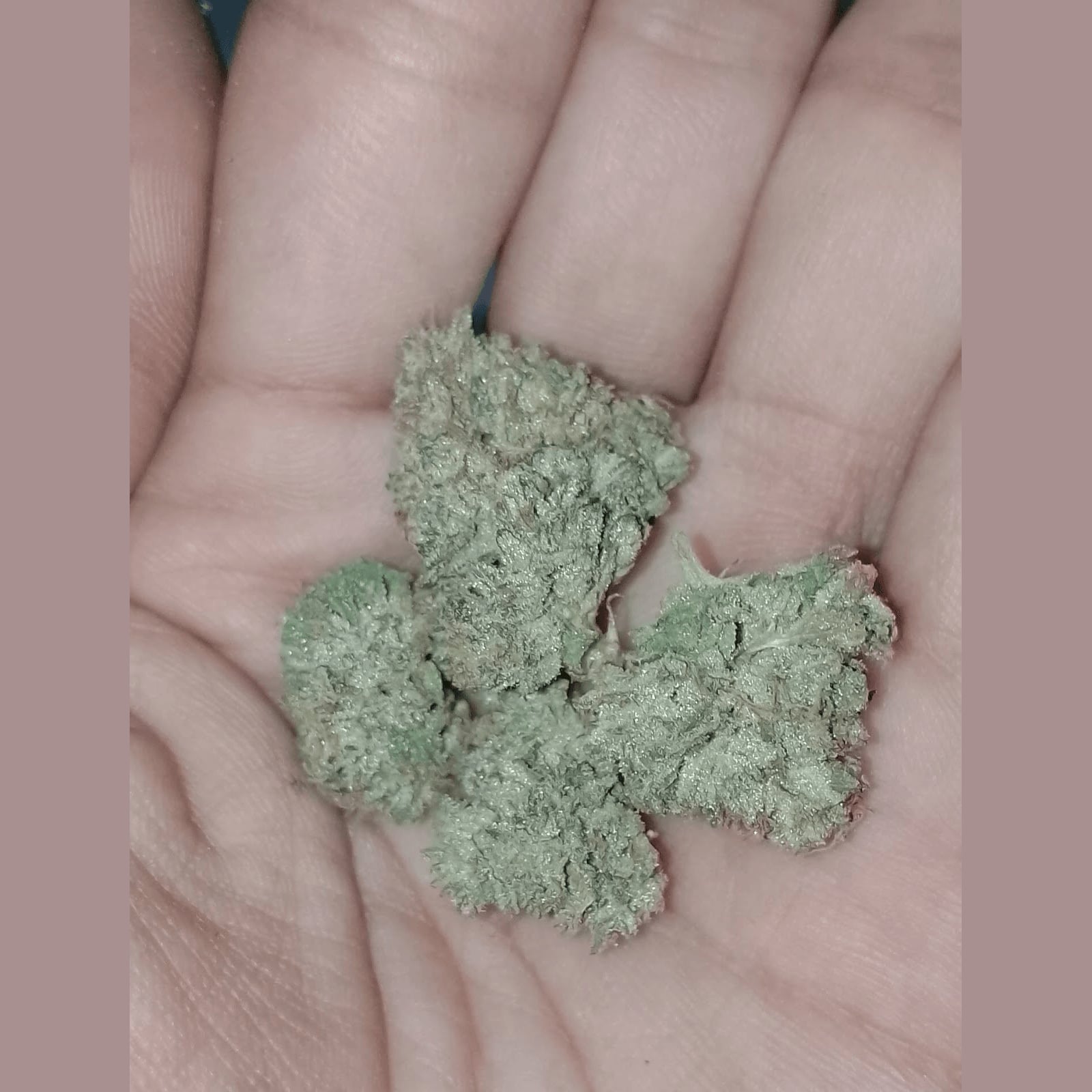Weed By Hand logo