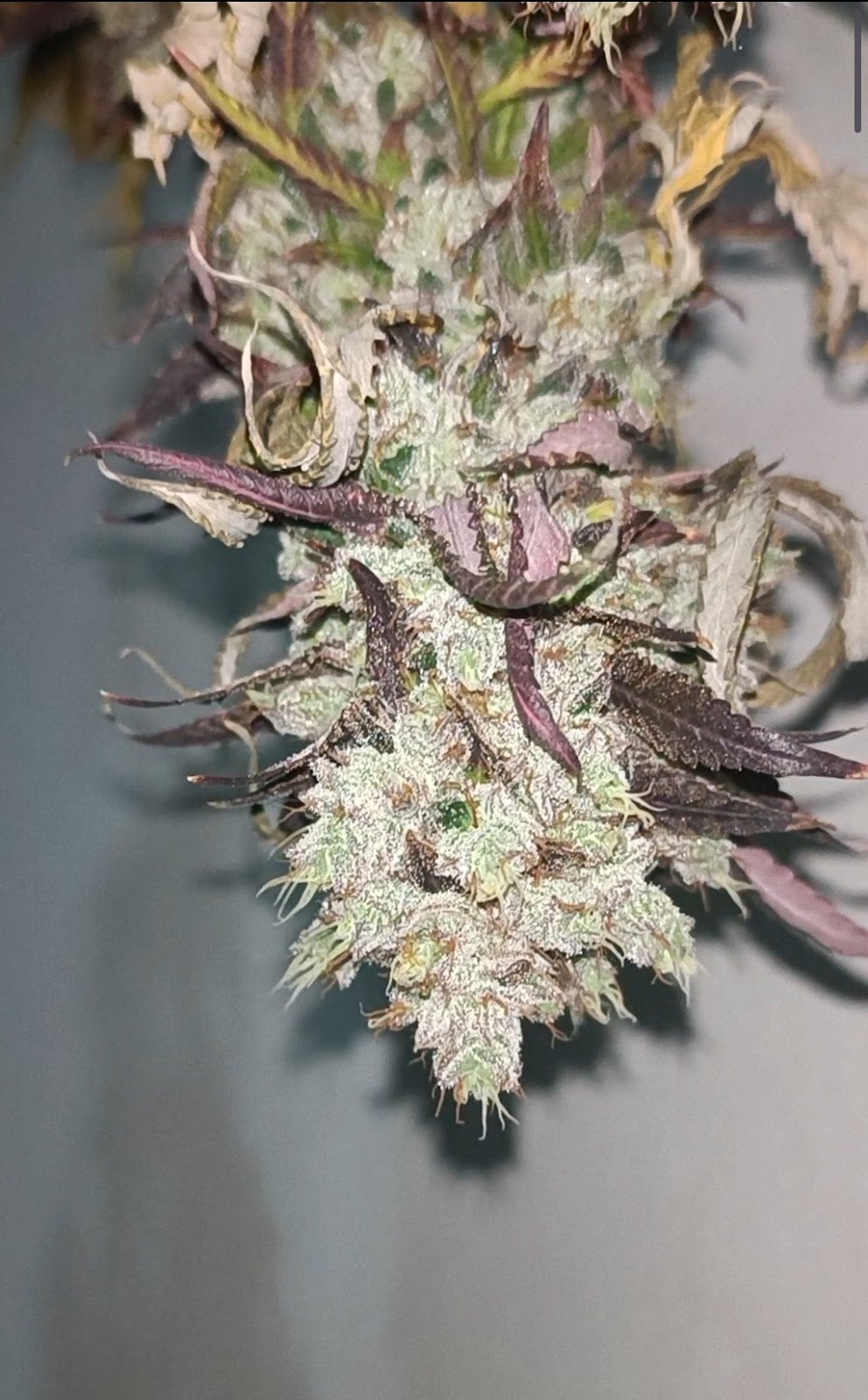 Green Tiger Cannabis
