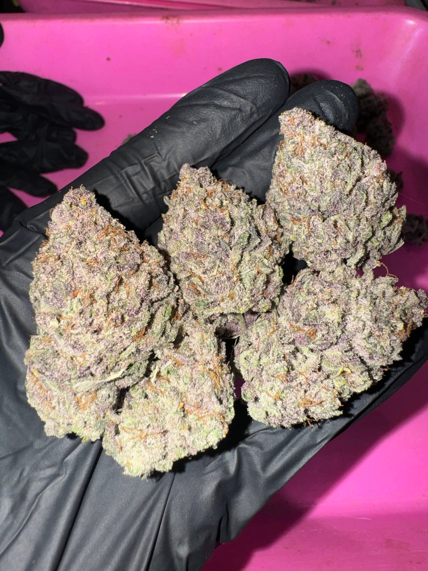 Cannabis Haze