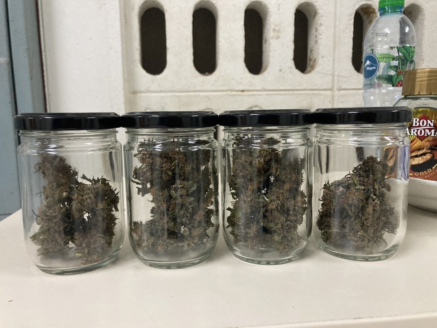 Cannabis Sonta Garden