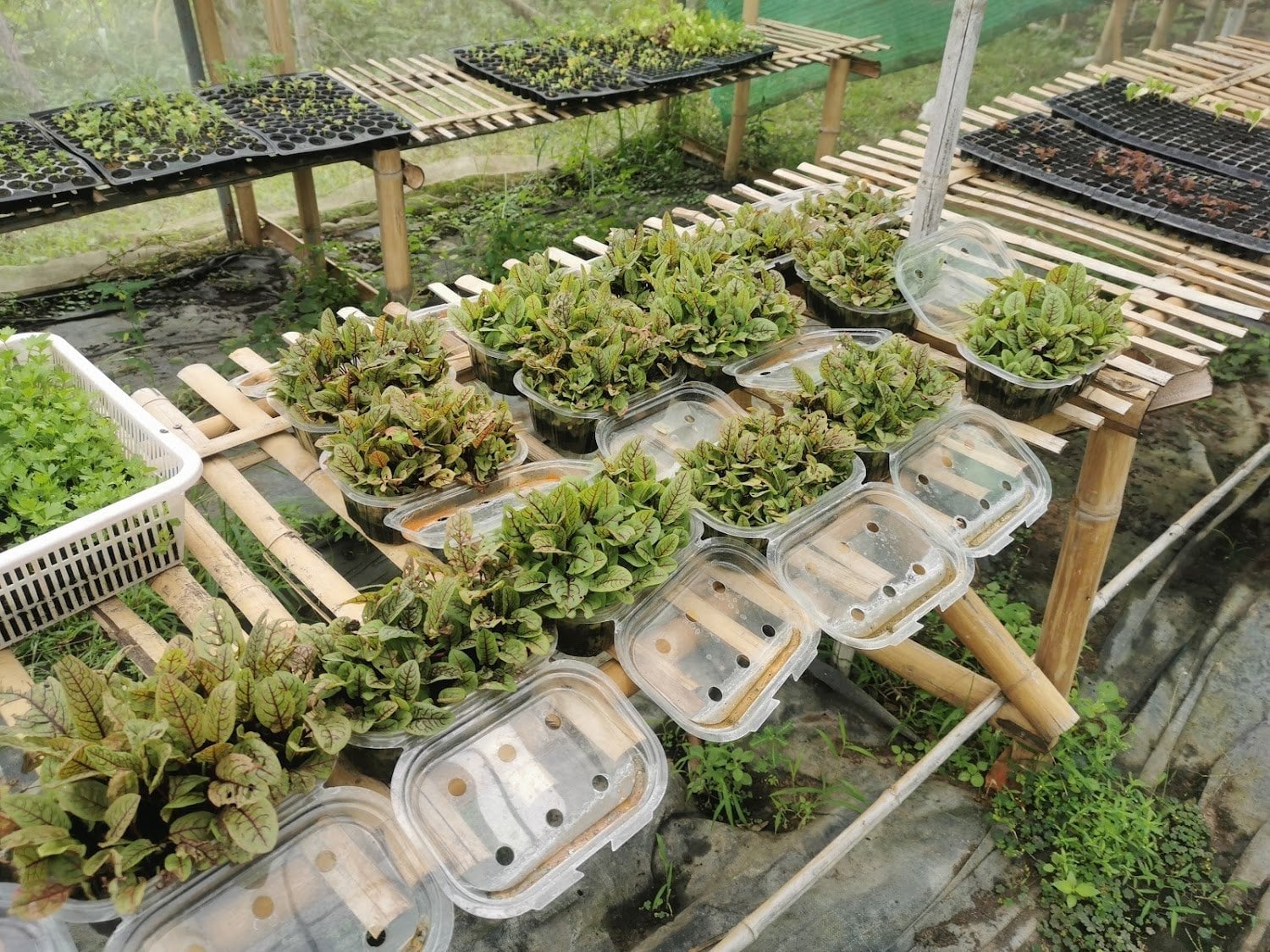 Community Cannabis Farm Chiang Mai