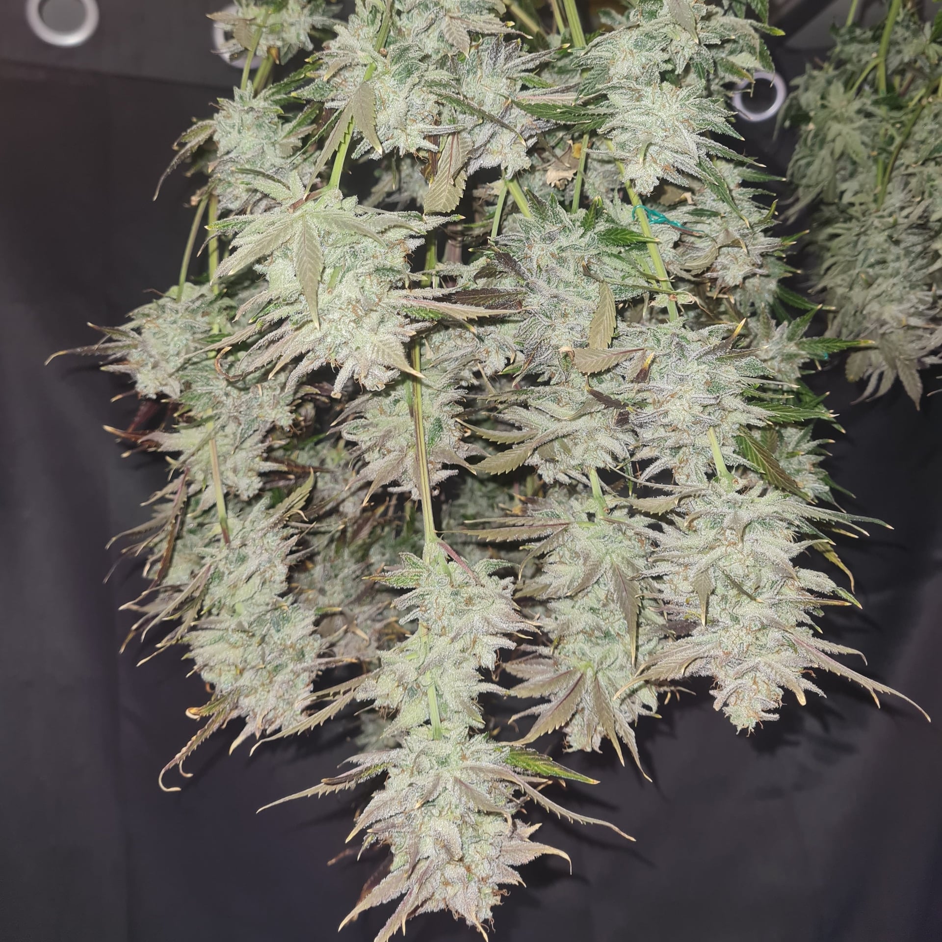 Neo Cannabis