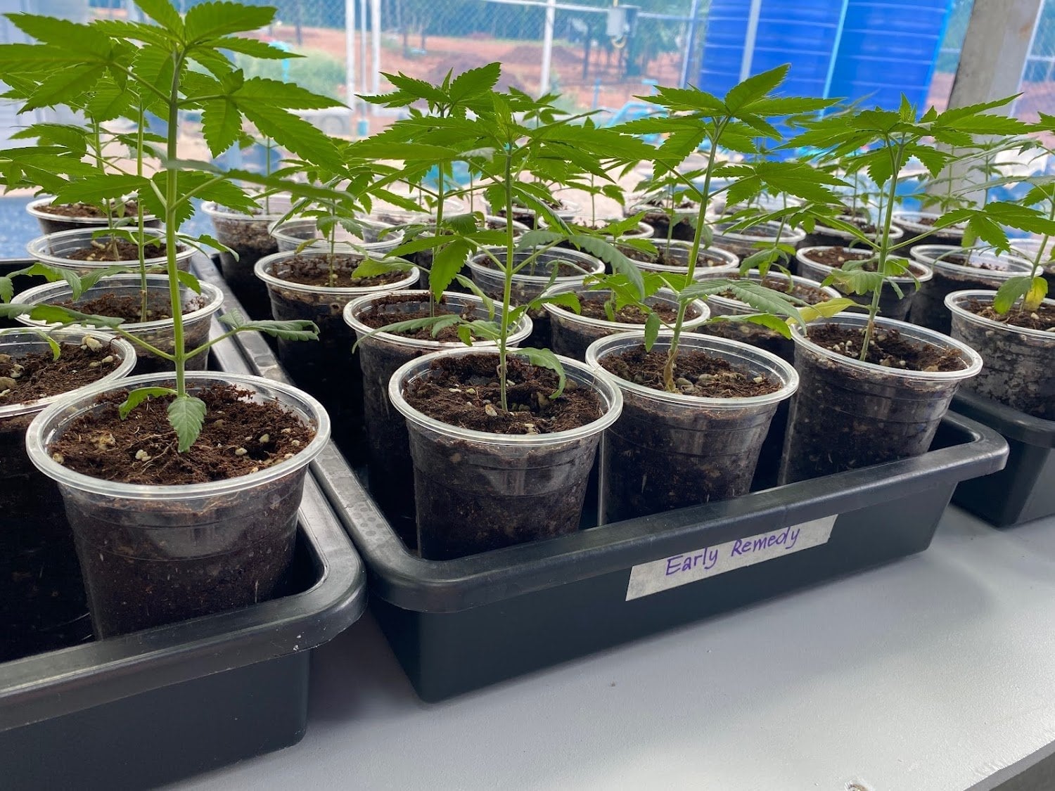 Cannabis Of Trad