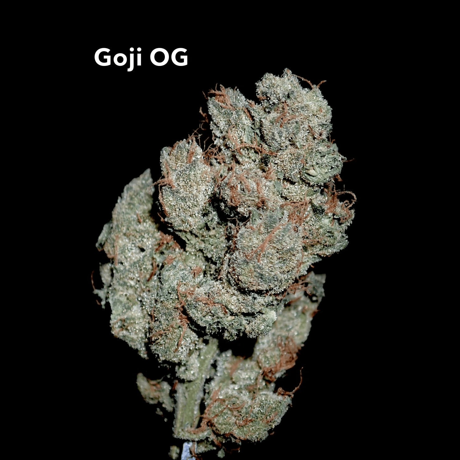대마 소셜 클럽 Cannabis Ladprao26 로고