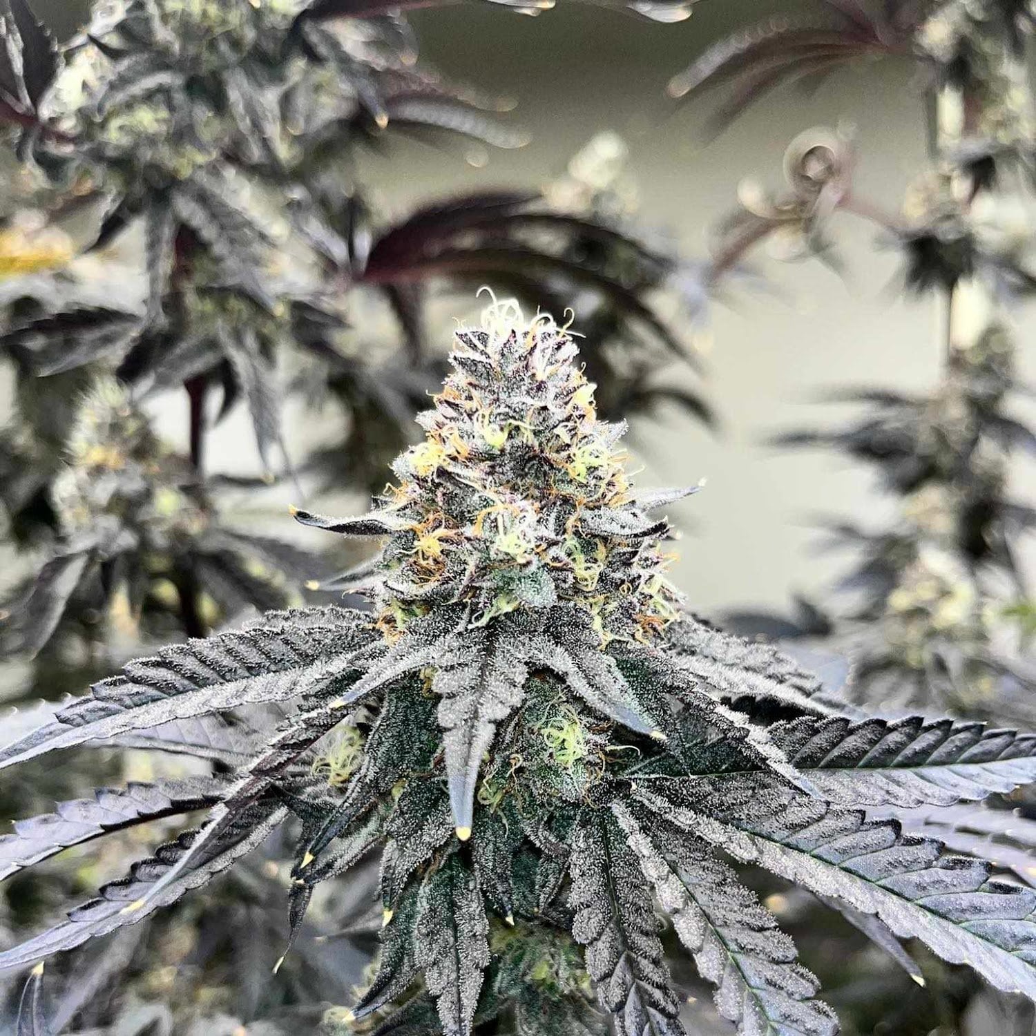 Phuket Homegrown Farm Cannabis & Weed Good Things Don't Have To Be Expensive
