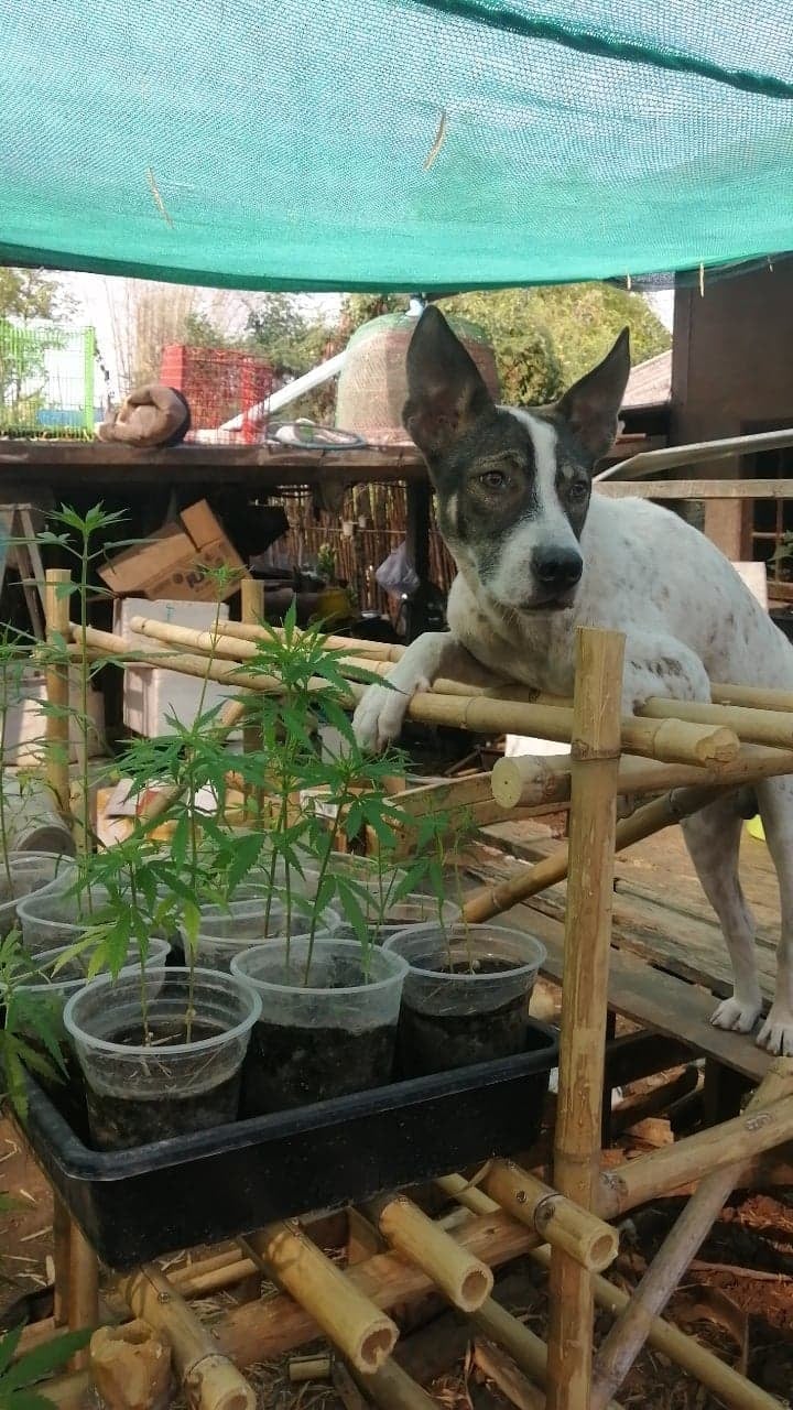 Xudm Smburn