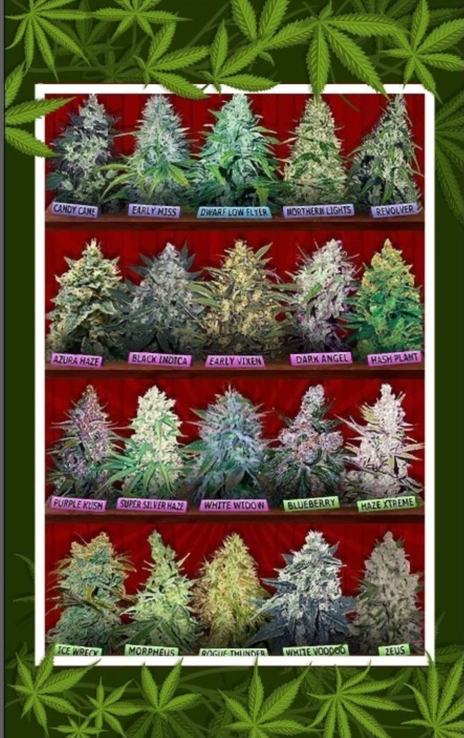Cannabis Lovers - Weed Shop In Pattaya