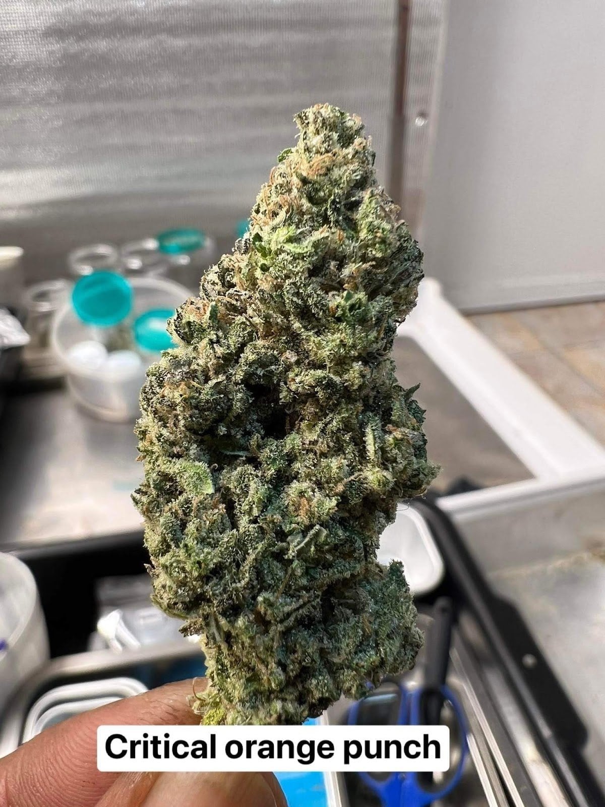Green Party