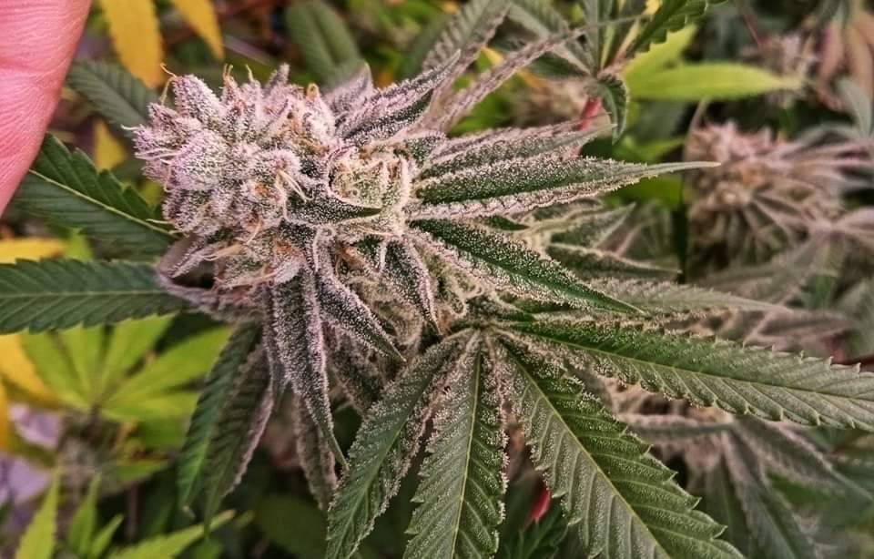 Cannabis Genius Space