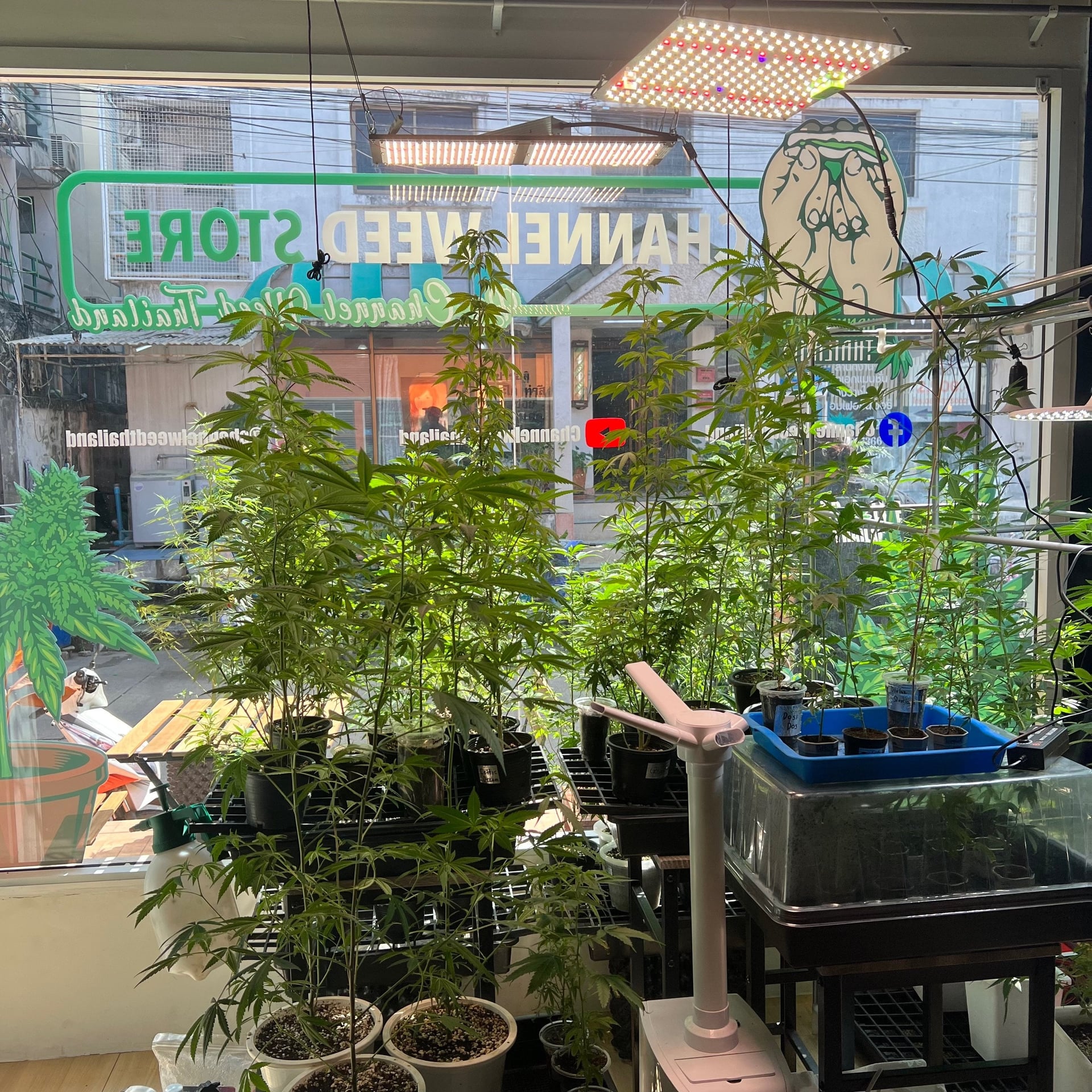 Channel Weed Store Rangsit