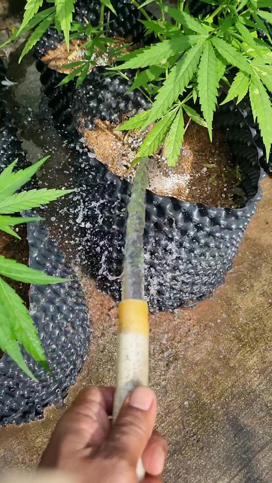 Thaistick