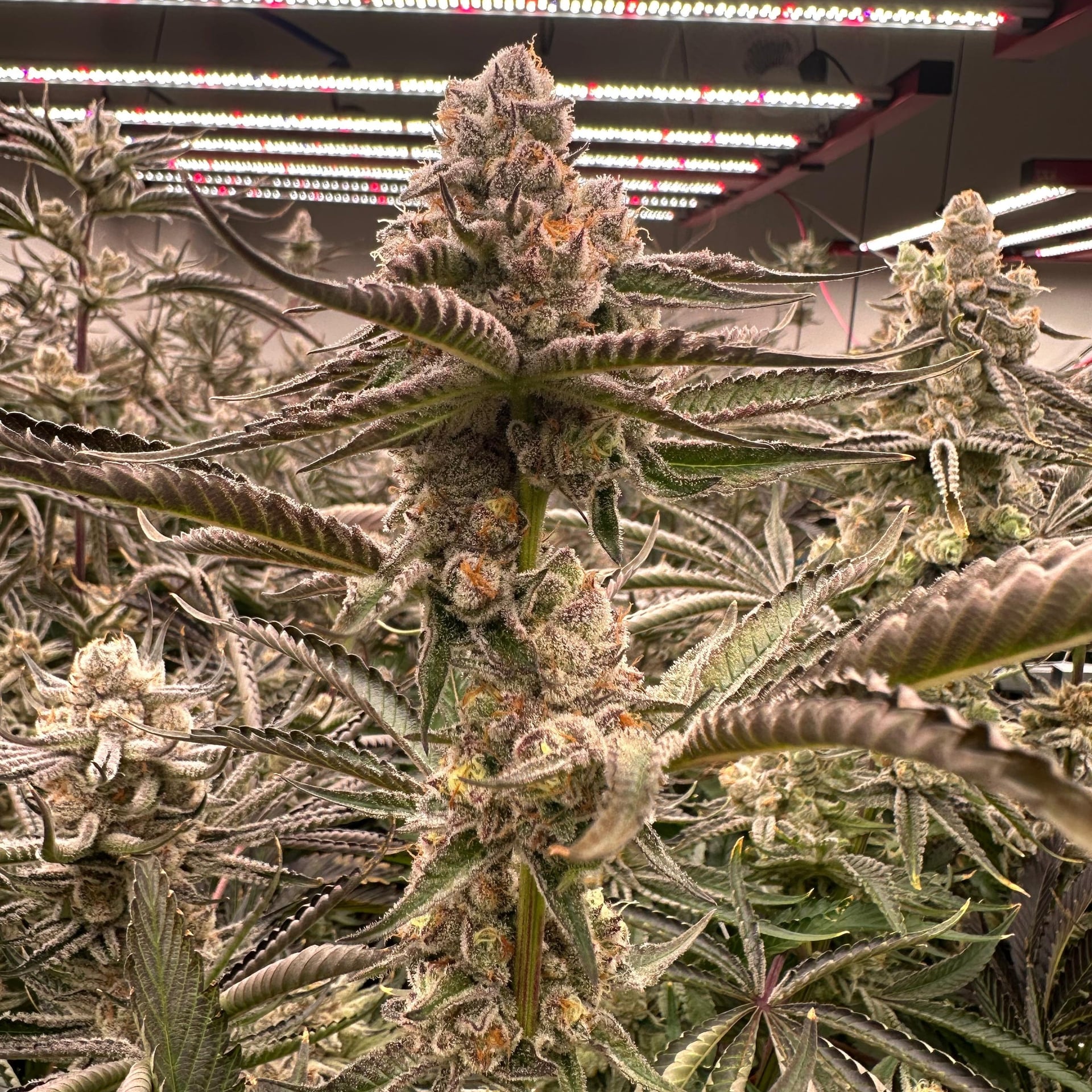 MCM Cannabis