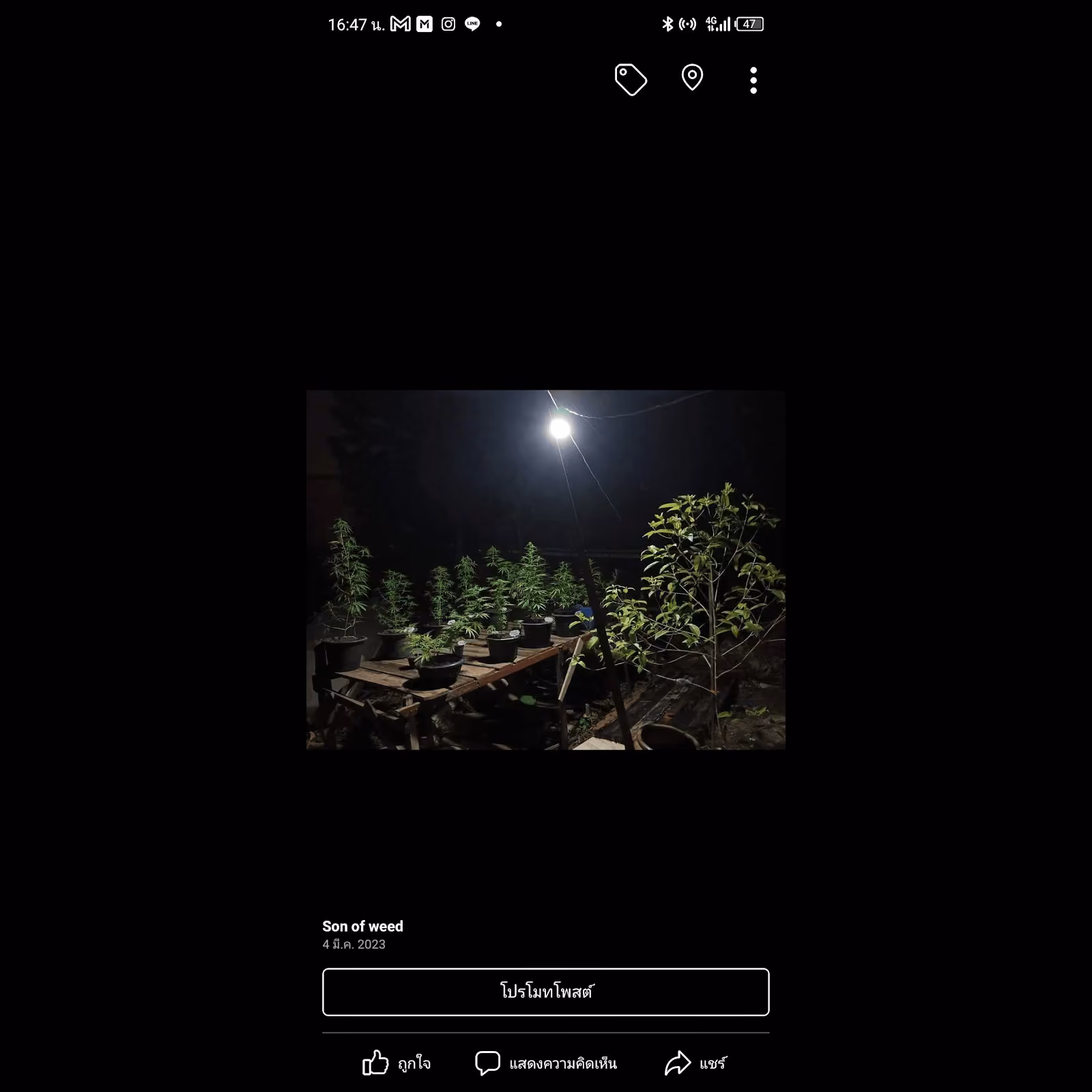 大麻ソーシャルクラブ Son Of Weed ロゴ