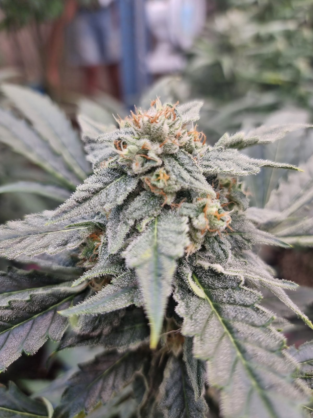 BudsMaid