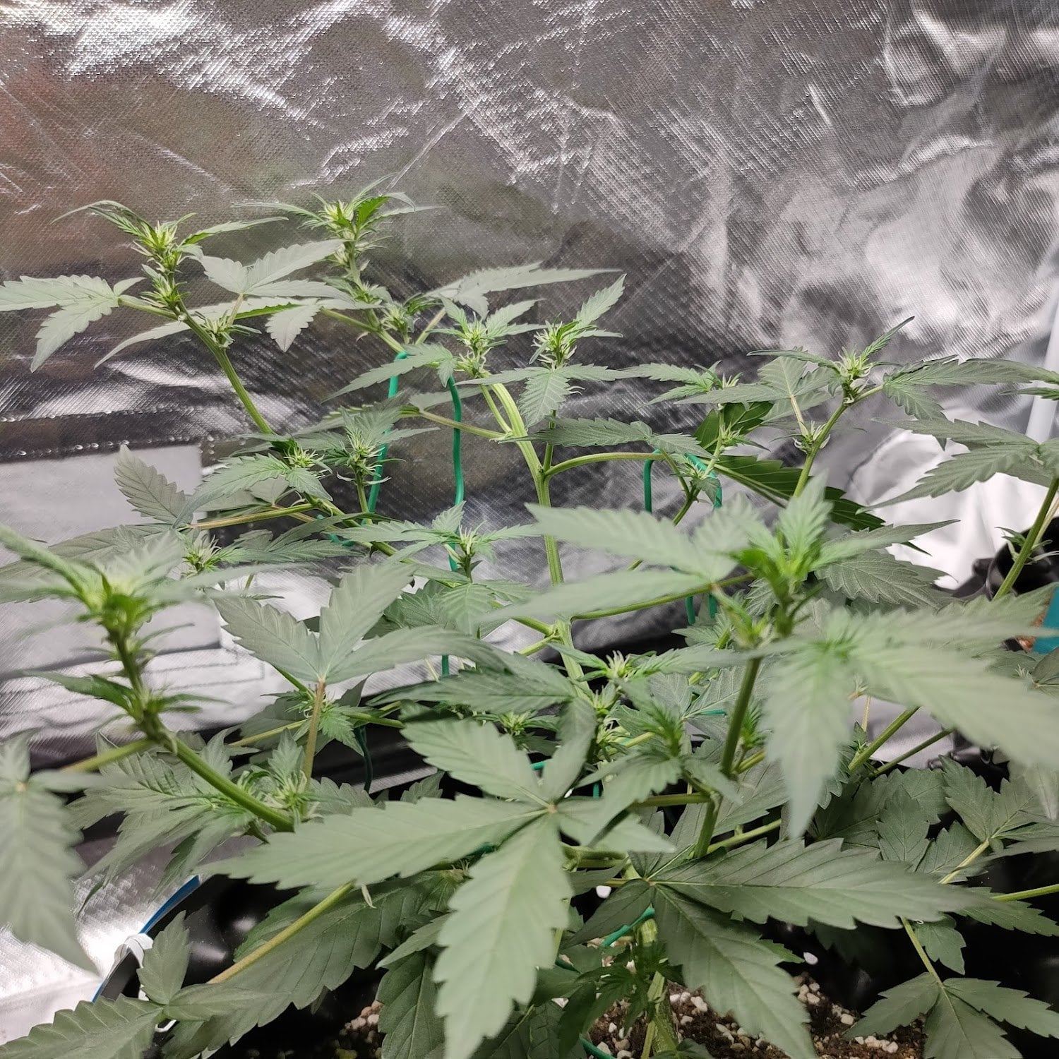 Weedds