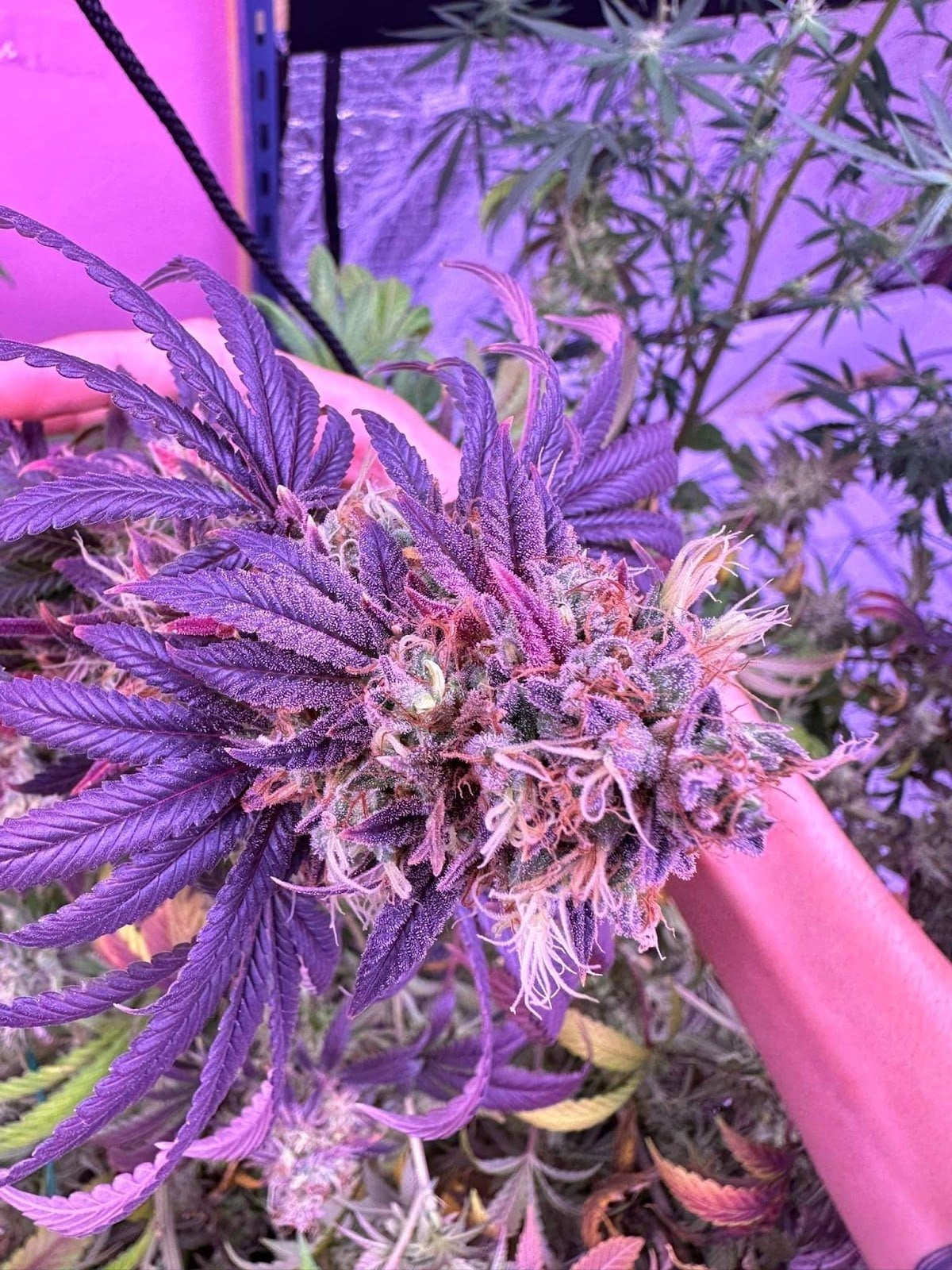 High Jungle X Kushcorner