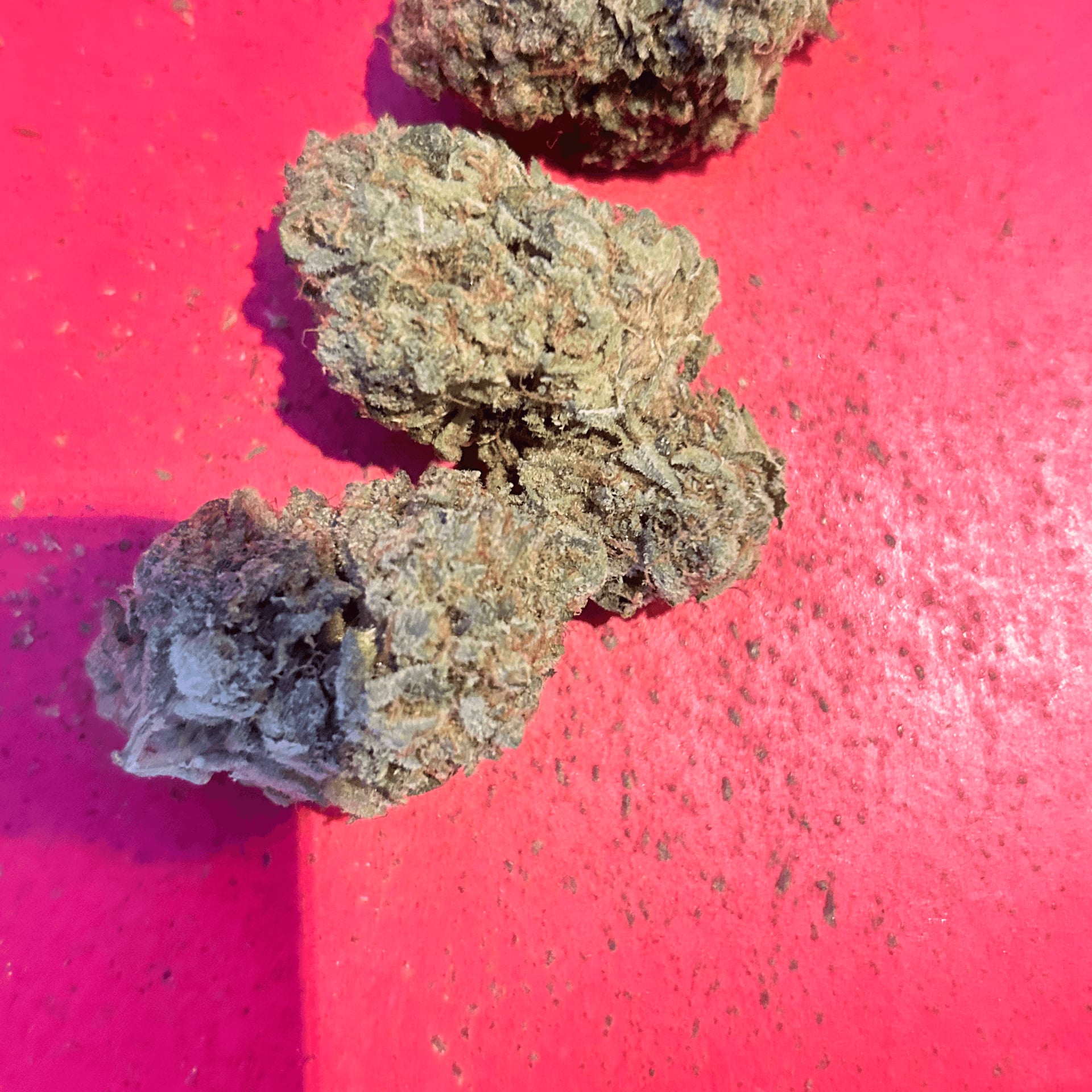 Apollo1988 Cannabis Huai Khwang