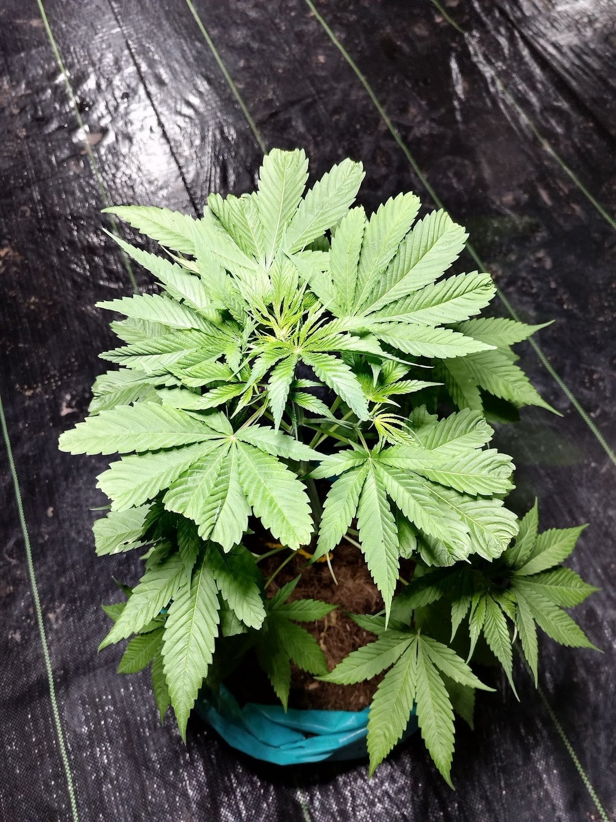 & Hemp&Cannabis