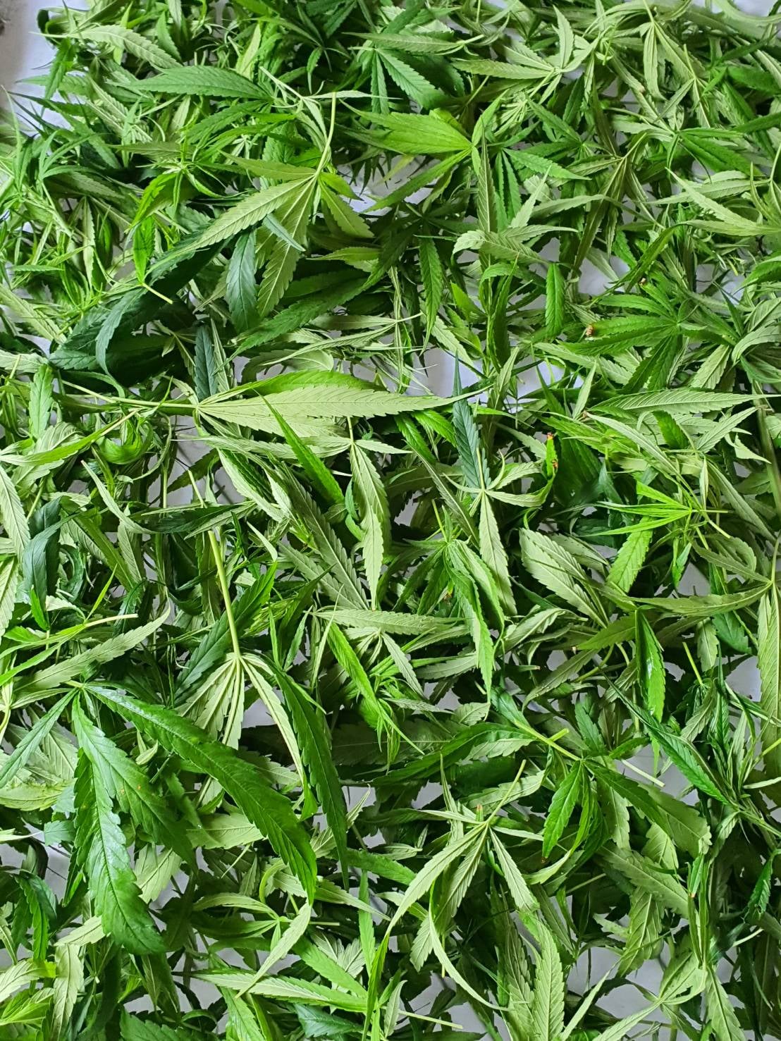 KT Farm Cannabis Shop Phatthalung