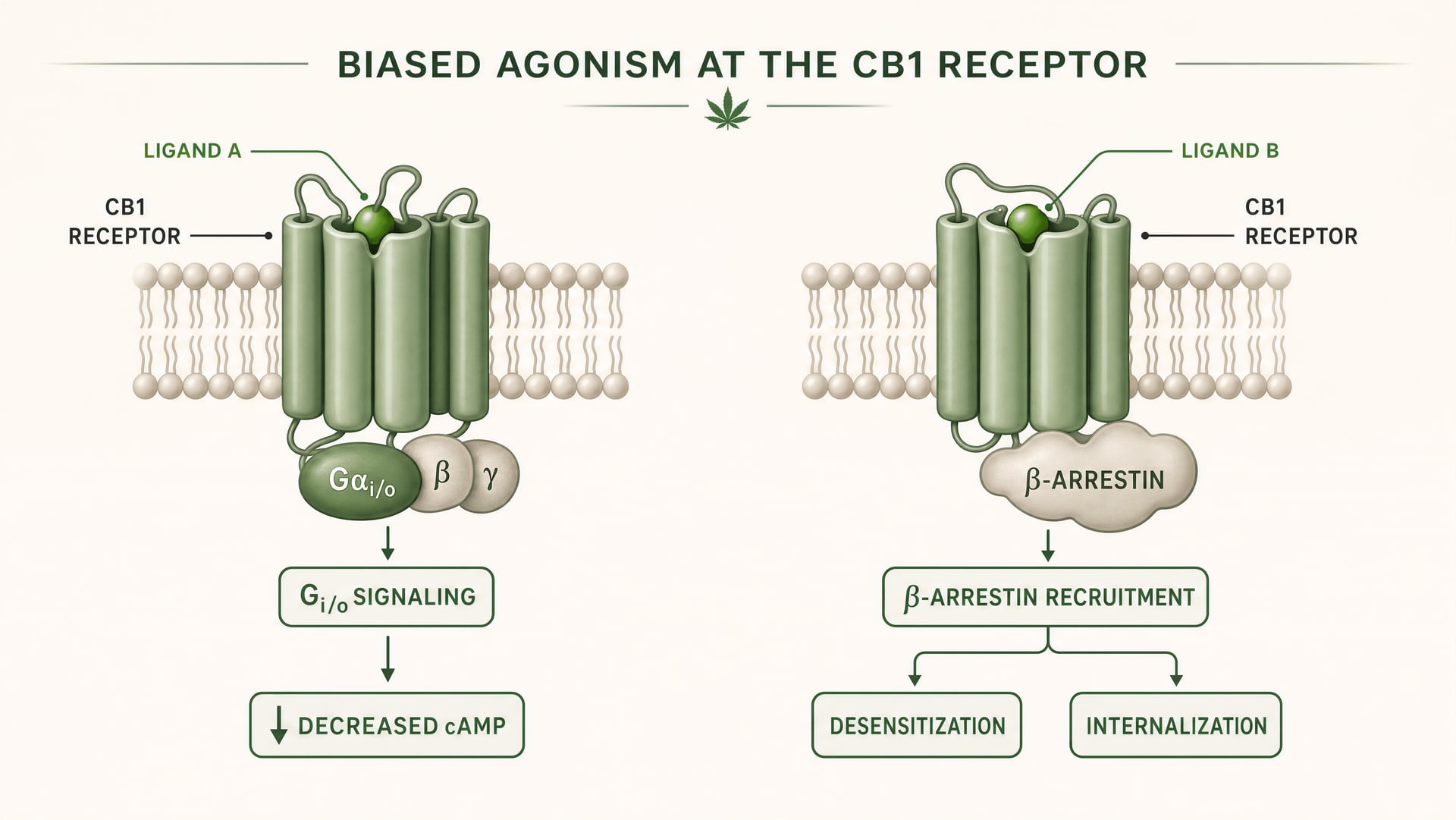Schematic showing a cannabinoid receptor adopting different shapes that favor Gi/o signaling or beta-arrestin recruitment.