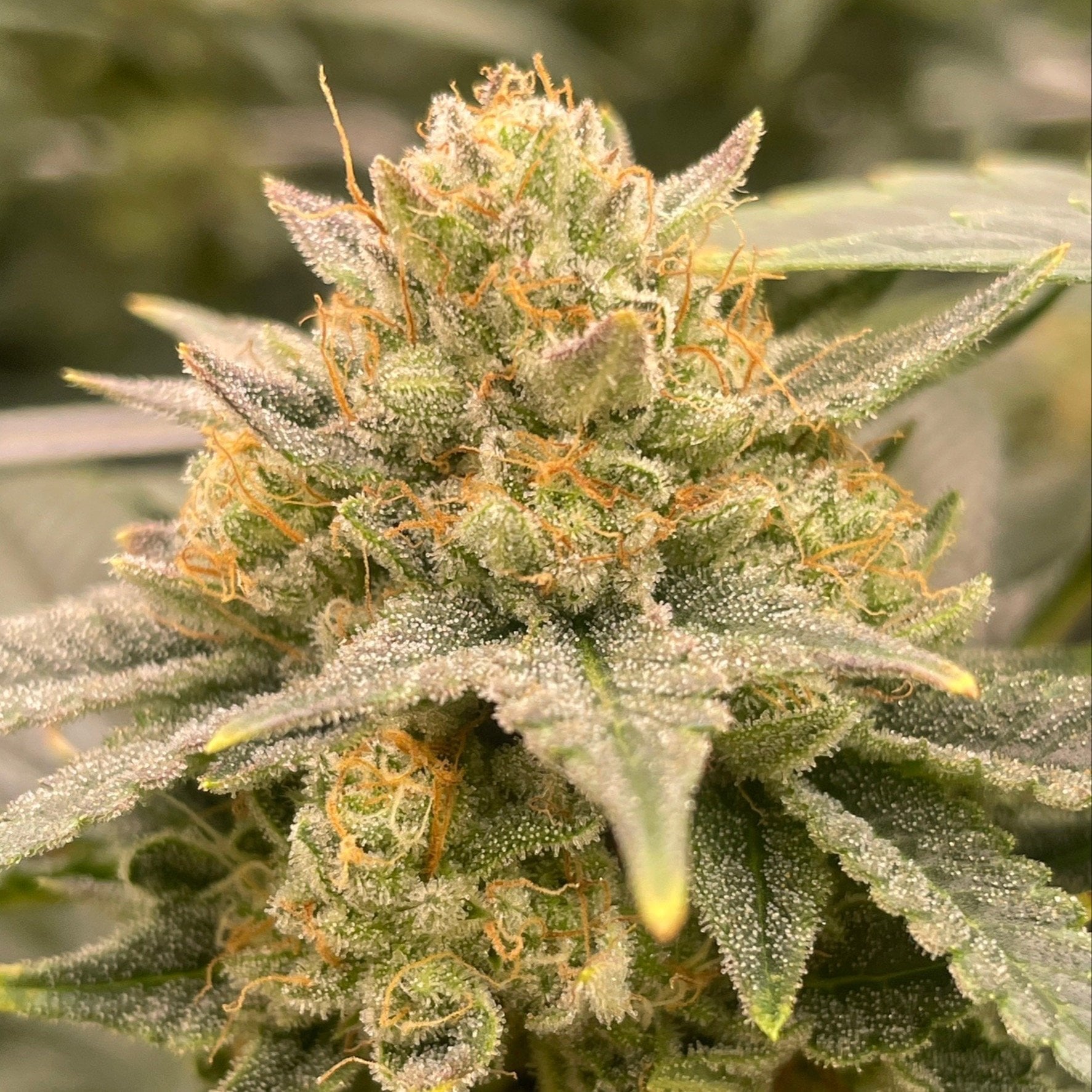 Thai Kush Company
