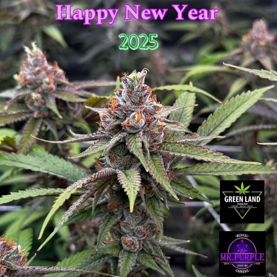 Mr.Purple CNX
