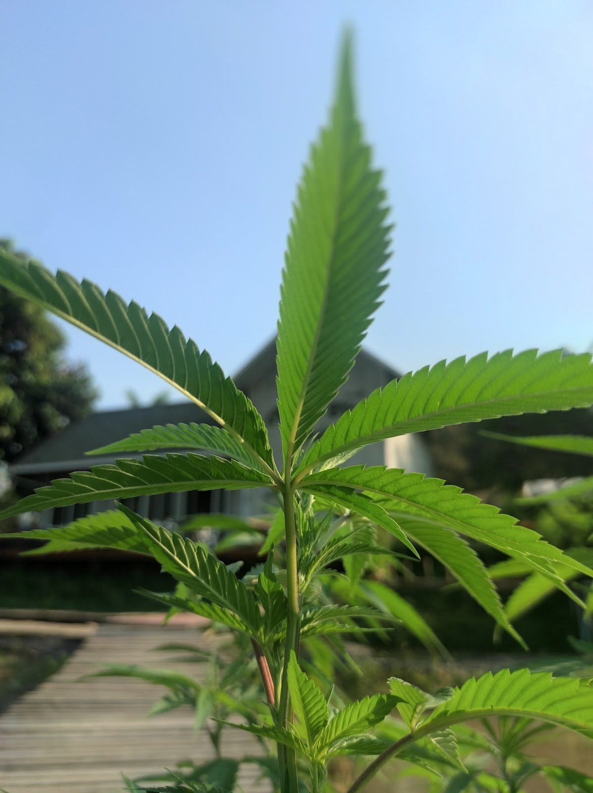 Cannablis Café Chiangrai