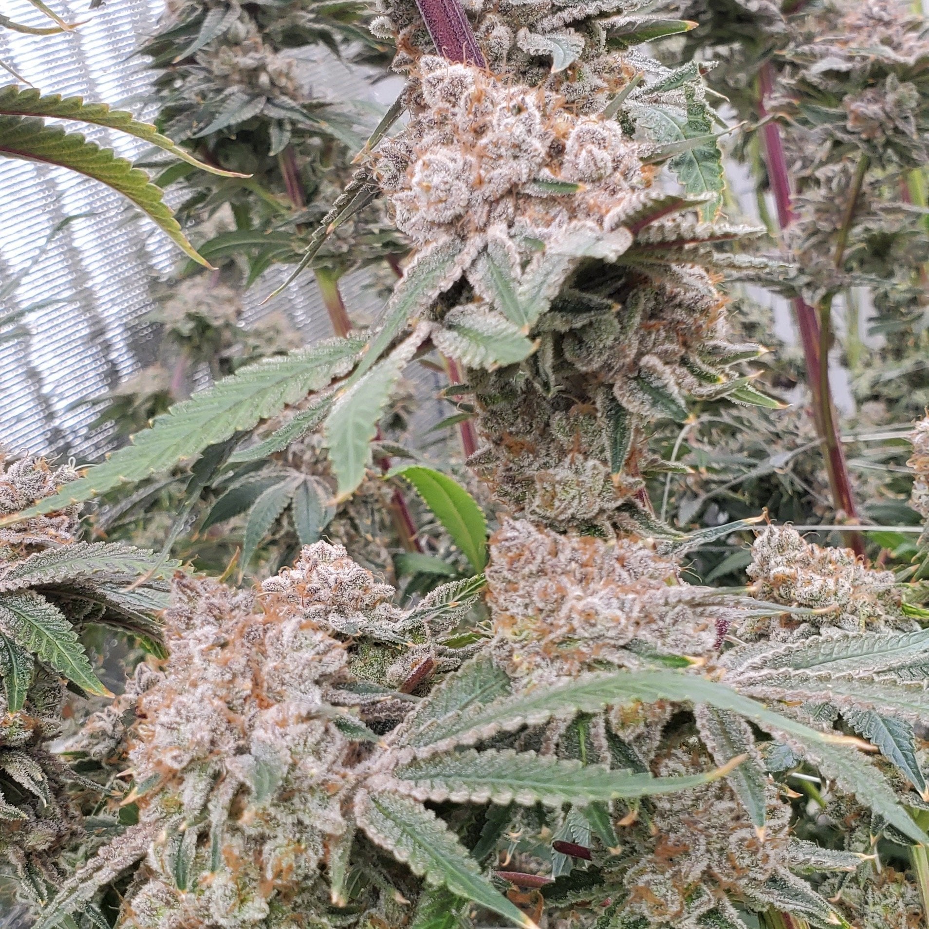 Vinaweed Horticulter