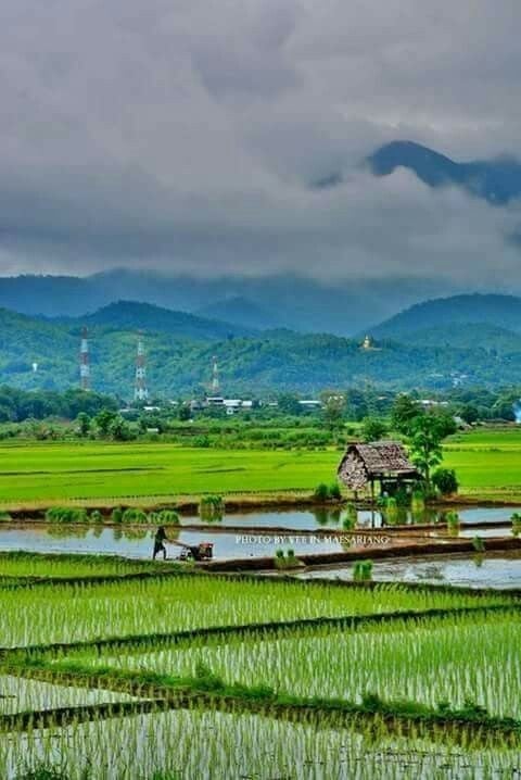 Plantation
