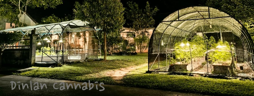 Dinlan Cannabis
