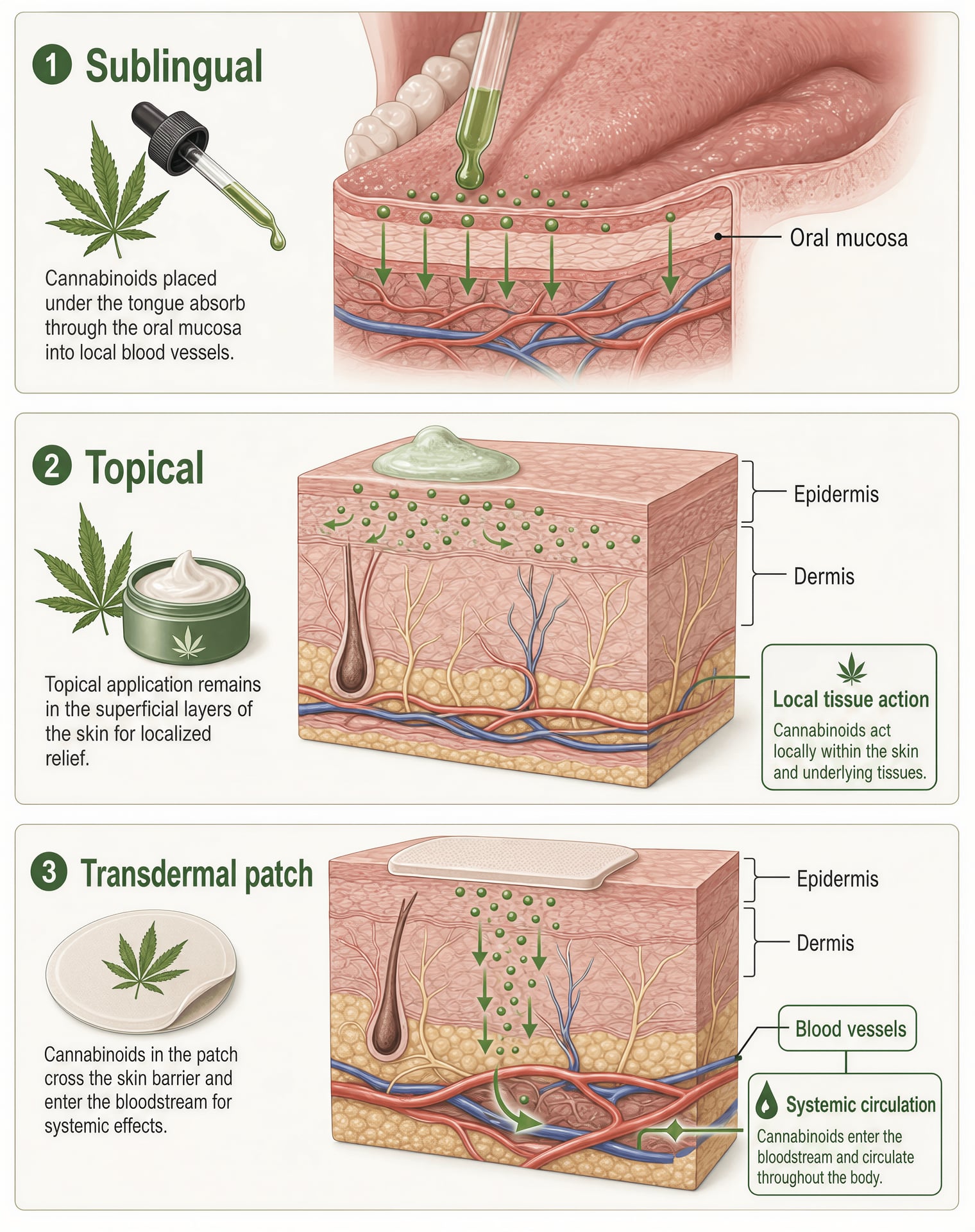 Comparison diagram showing sublingual absorption, local topical action, and transdermal delivery into circulation.